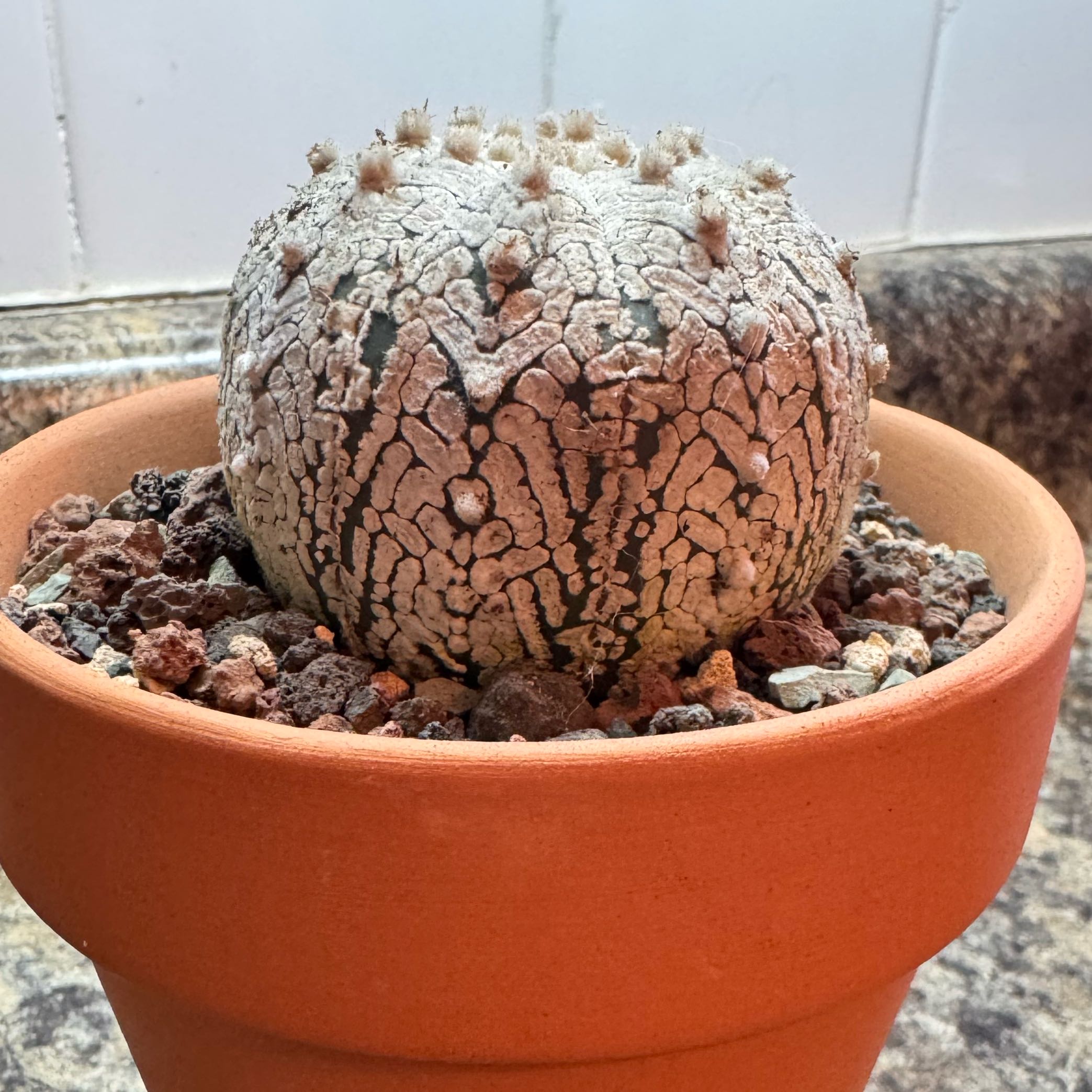 Photo of the plant species Sand Dollar Cactus by @kaleena named Emma on Greg, the plant care app