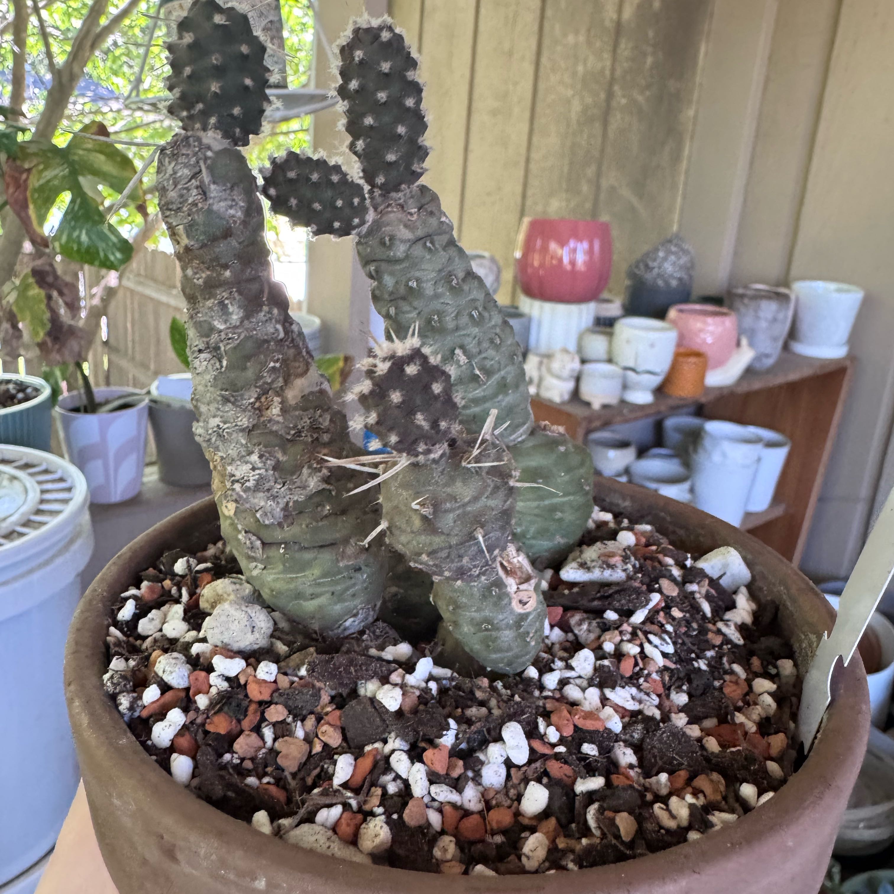 Photo of the plant species Tephrocactus Articulatus by @kaleena named Porkchop on Greg, the plant care app