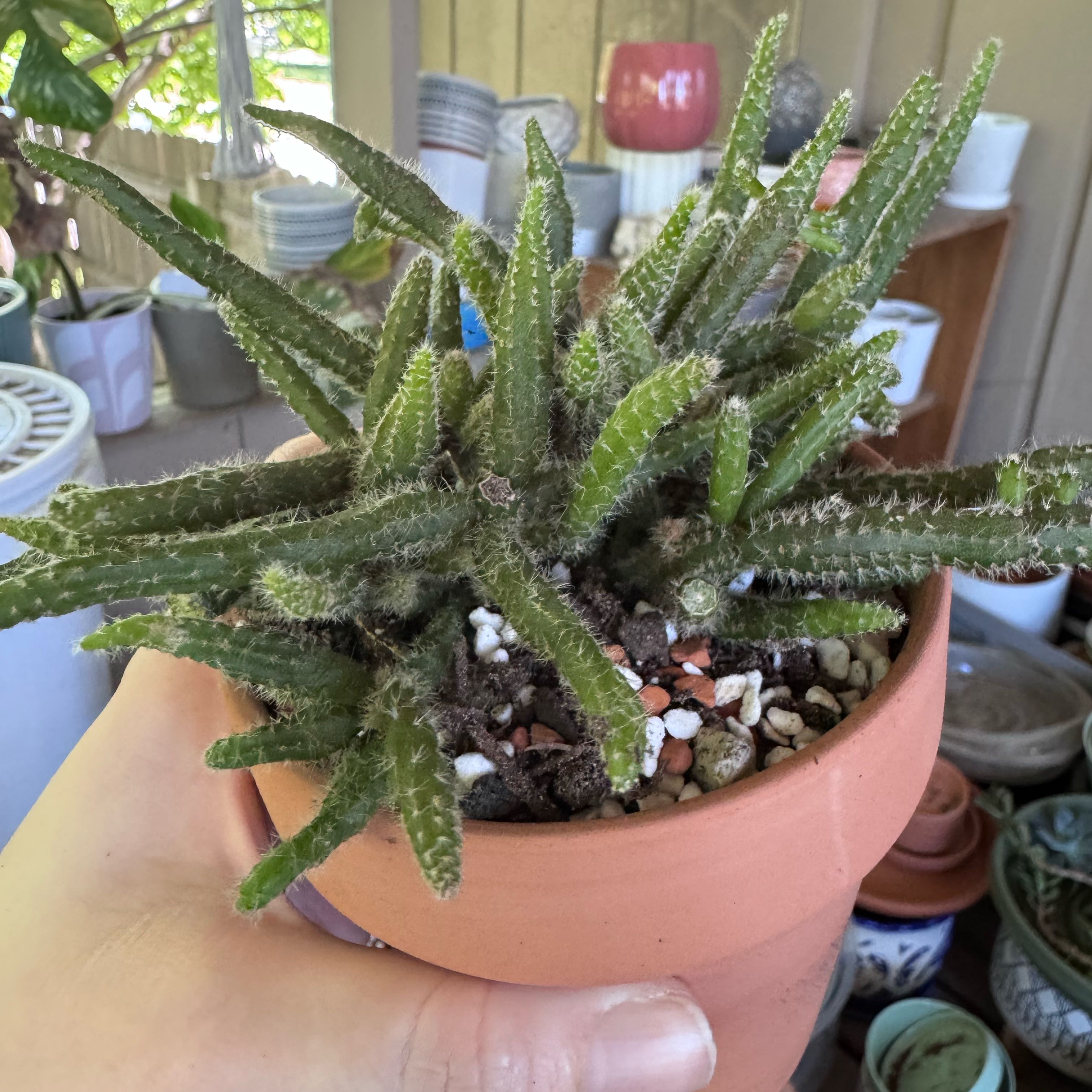 Photo of the plant species Mouse Tail Cactus by @kaleena named Rhapunzel on Greg, the plant care app