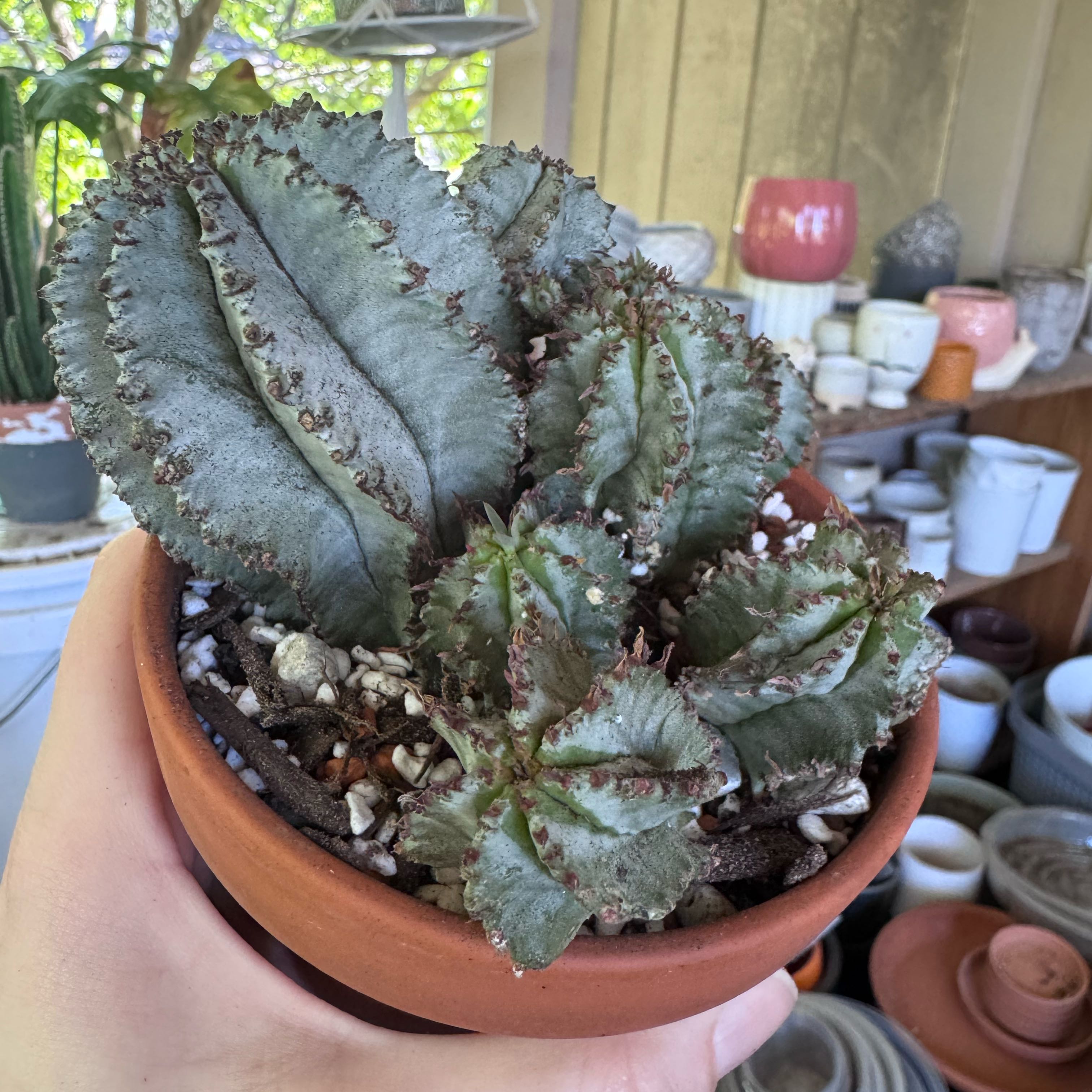 Photo of the plant species African Milk Barrel by @kaleena named Imogen on Greg, the plant care app