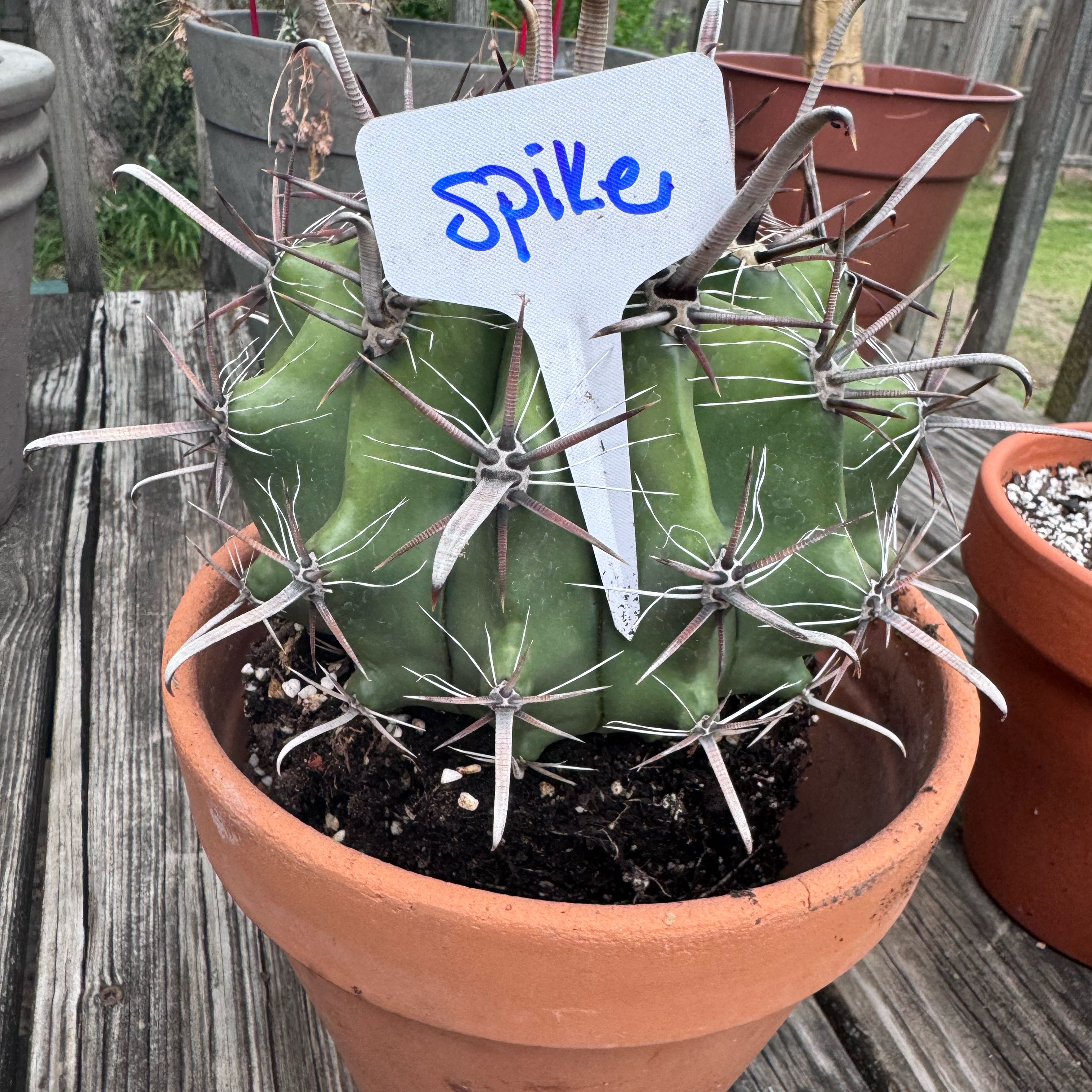 Photo of the plant species Ferocactus histrix by @kaleena named Spike on Greg, the plant care app