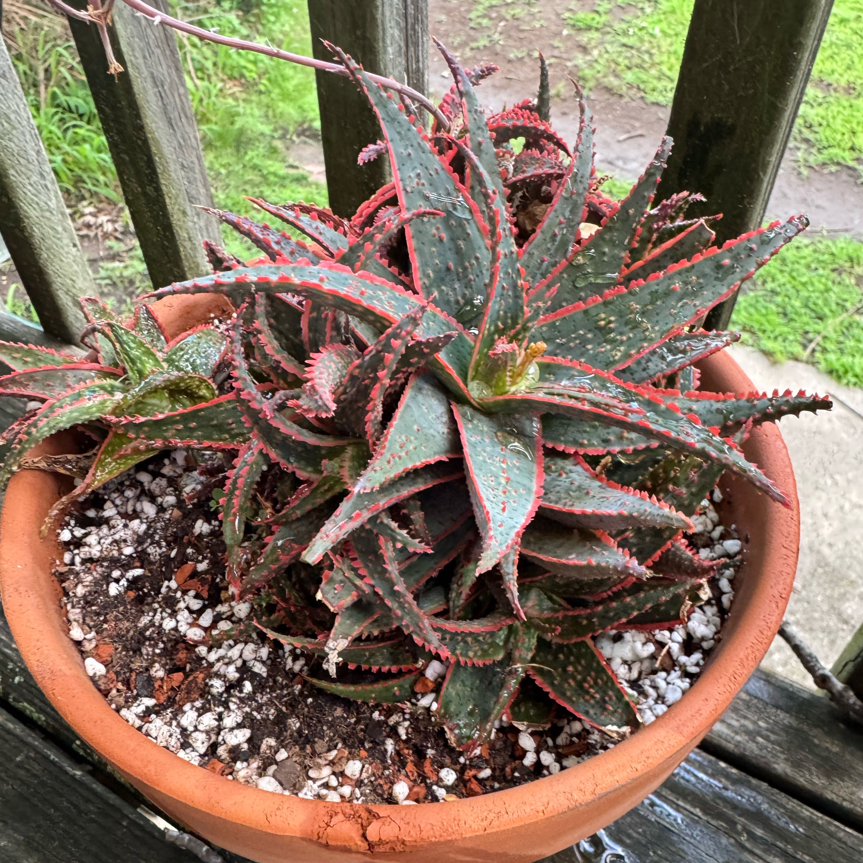 Photo of the plant species Aloe 'Christmas Carol' by @kaleena named Picasso on Greg, the plant care app
