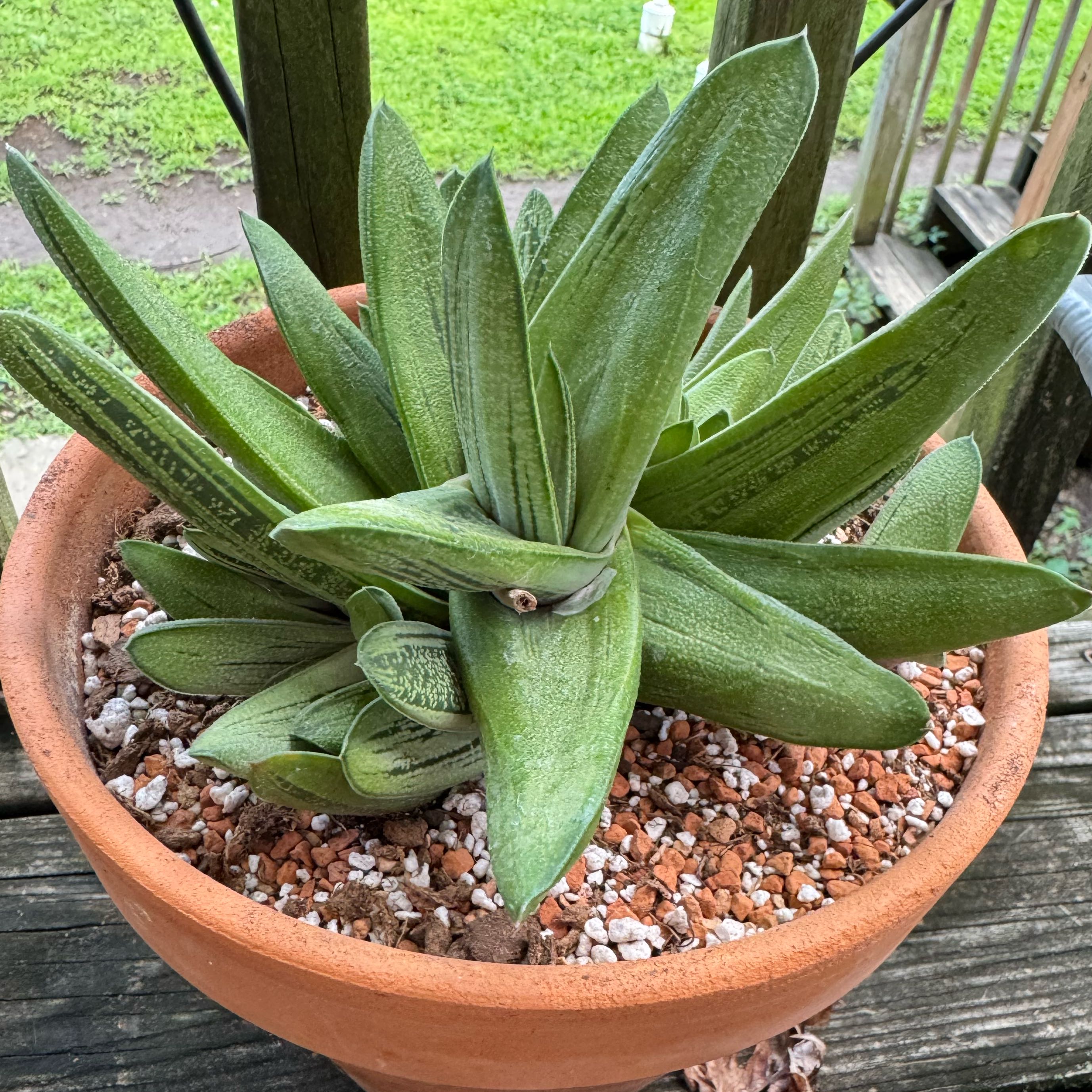 Photo of the plant species Gasteria 'Little Warty' by @kaleena named Curie on Greg, the plant care app