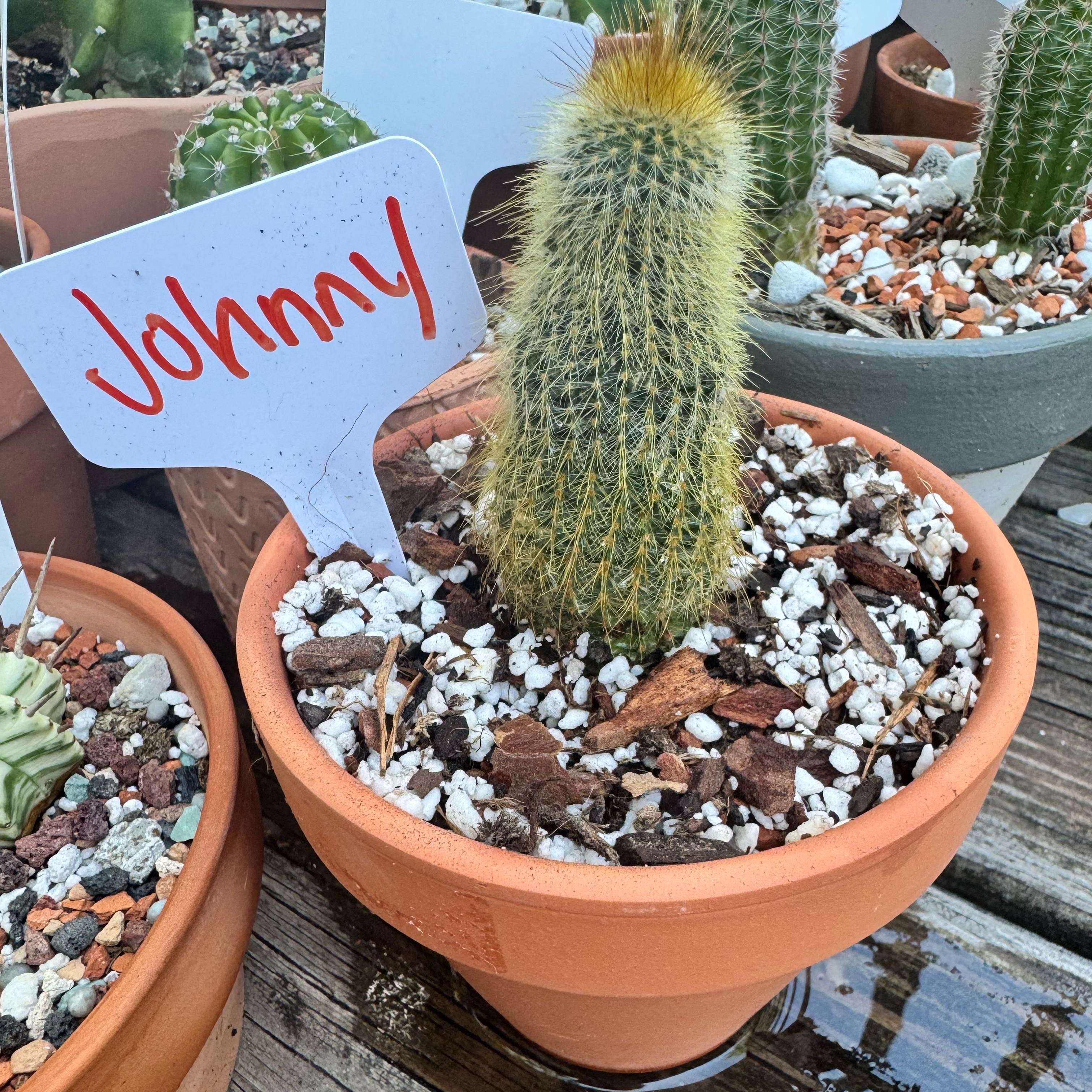 Photo of the plant species Bergerocactus Emoryi by @kaleena named Johnny on Greg, the plant care app