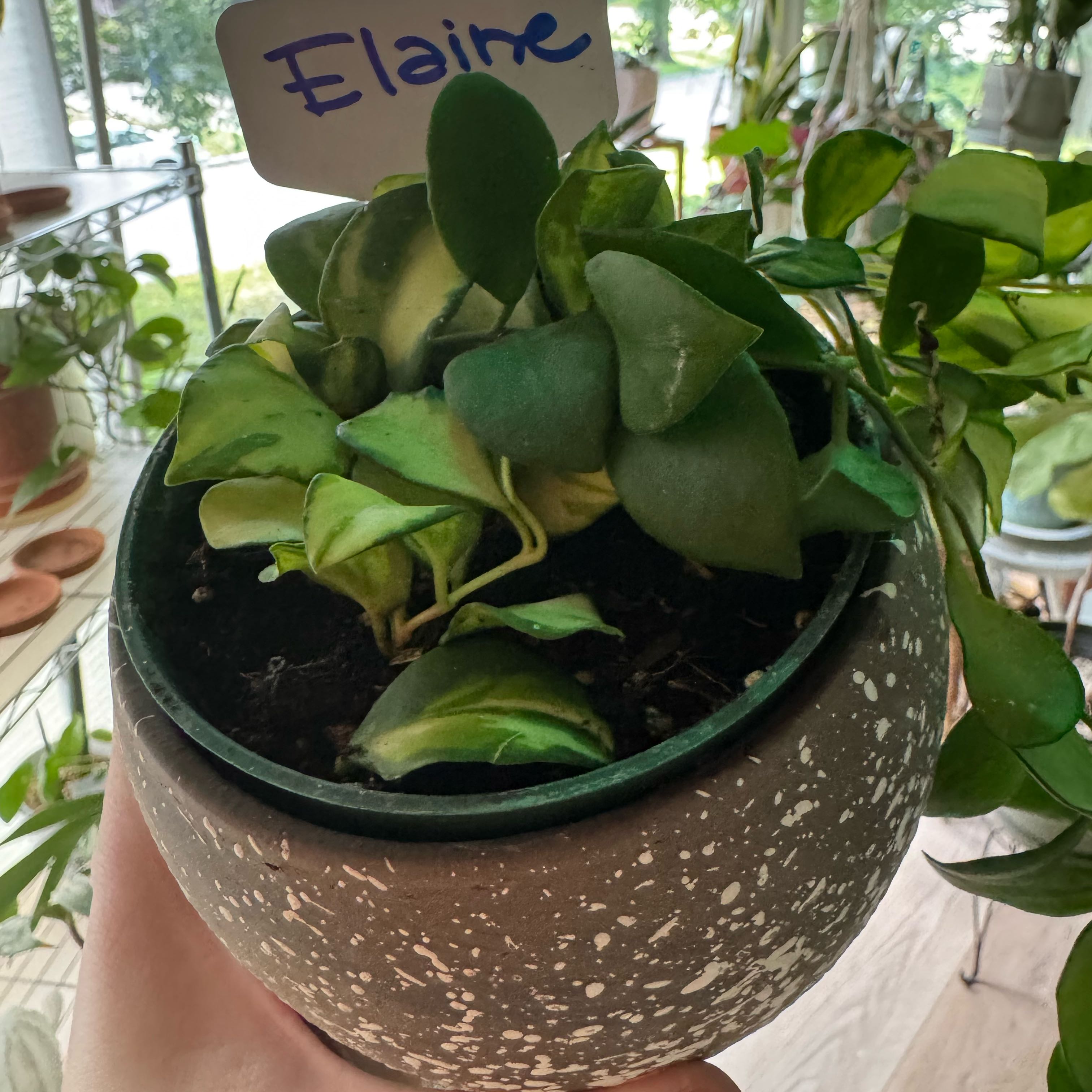Photo of the plant species Hoya heuschkeliana variegata by @kaleena named Elaine on Greg, the plant care app