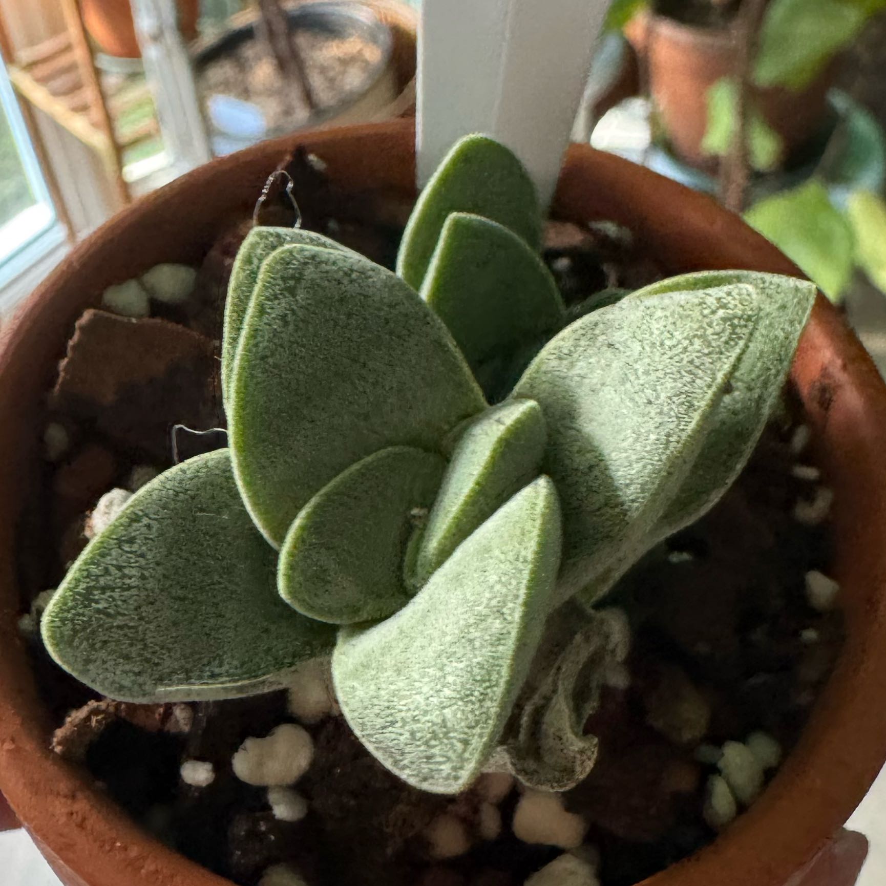 Photo of the plant species Crassula Morgan Hybrid w. Silver Springtime by @kaleena named Tiny Bell on Greg, the plant care app