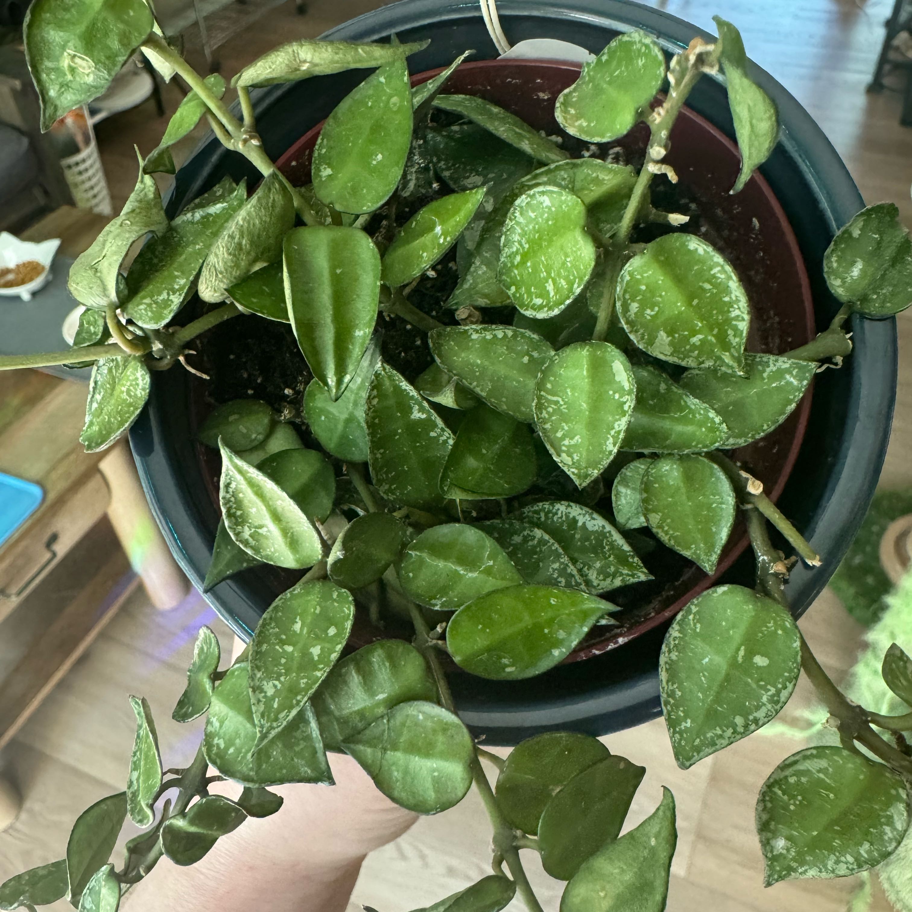 Photo of the plant species Hoya 'Mathilde Splash' by @kaleena named Mathilde on Greg, the plant care app