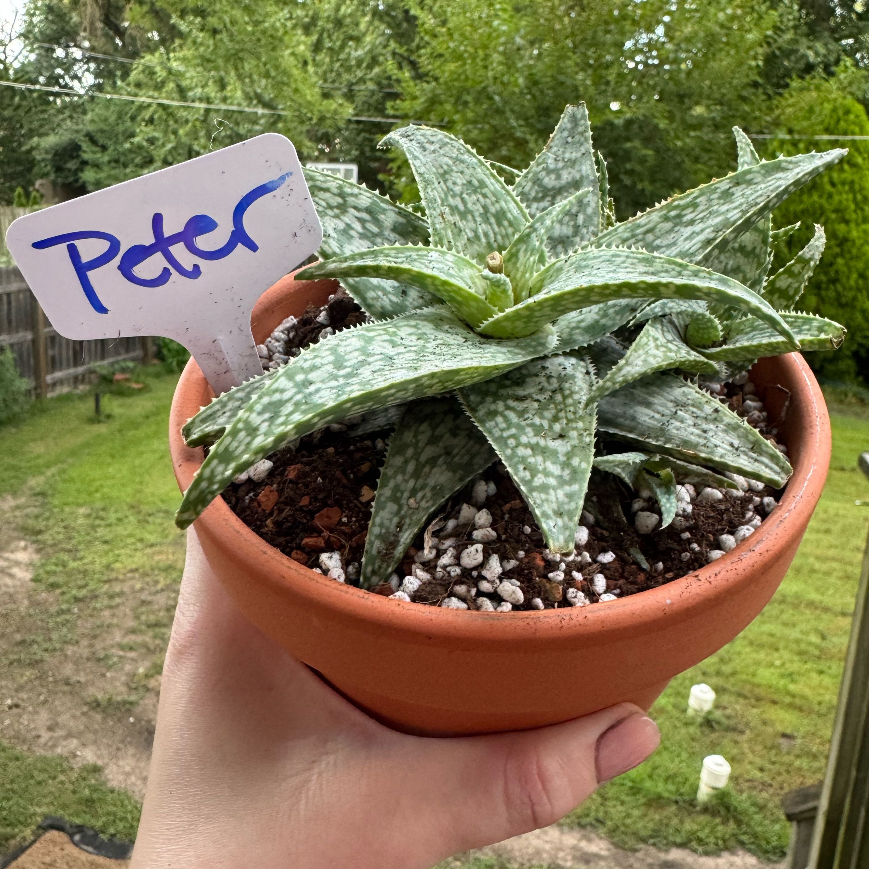 Photo of the plant species Snowflake Aloe by @kaleena named Peter on Greg, the plant care app