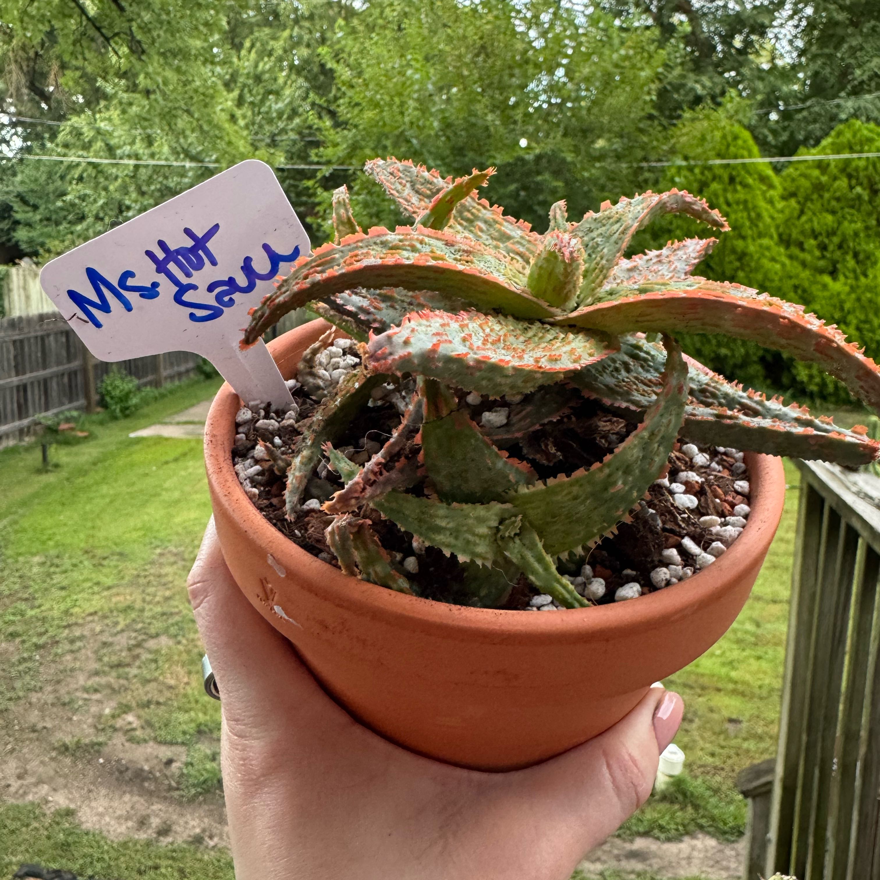 Photo of the plant species Aloe Oik by @kaleena named Ms. Hot Sauce on Greg, the plant care app