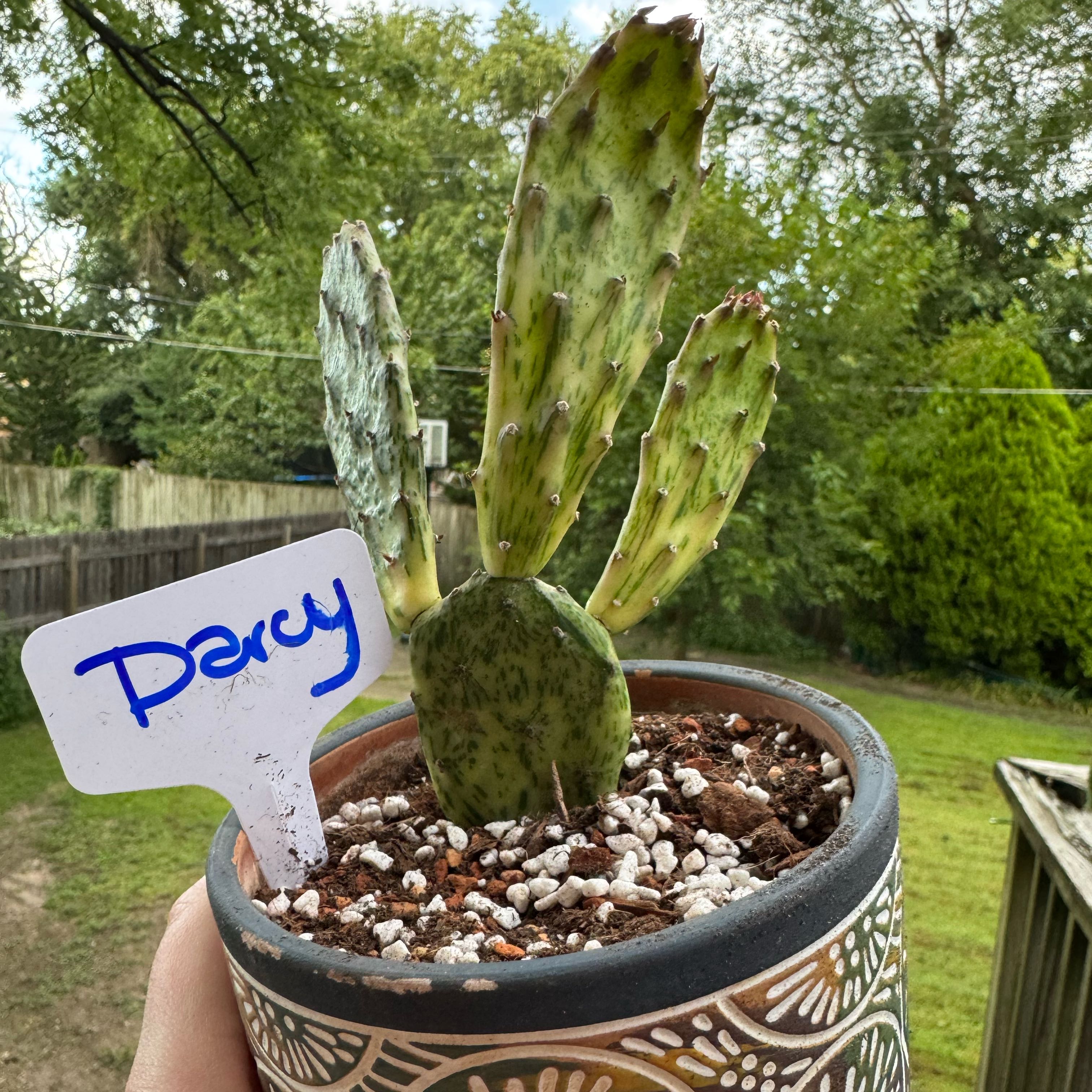 Photo of the plant species Opuntia monacantha 'Variegata' by @kaleena named Darcy on Greg, the plant care app