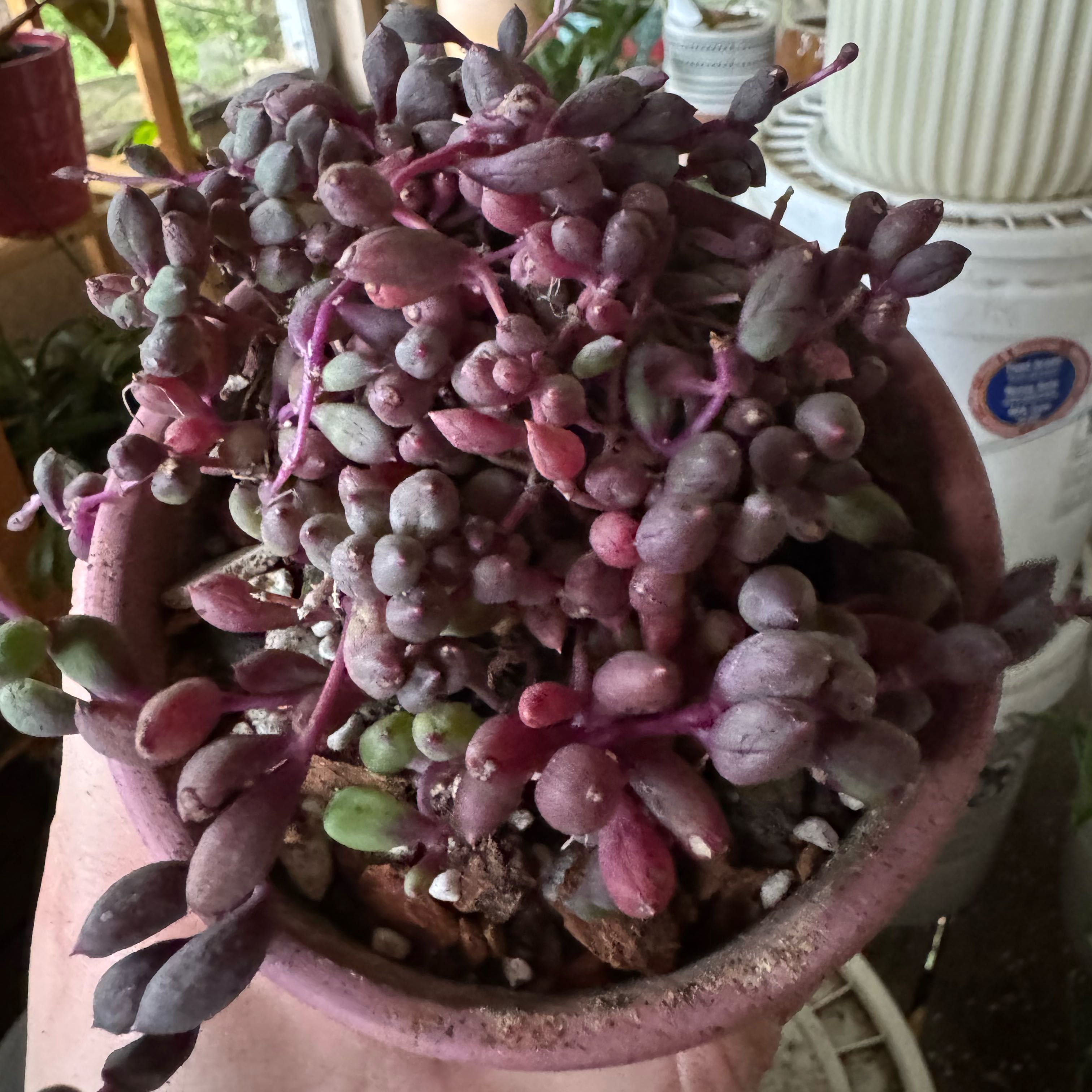 Photo of the plant species Othonna Capensis Ruby Necklace by @kaleena named Prune on Greg, the plant care app