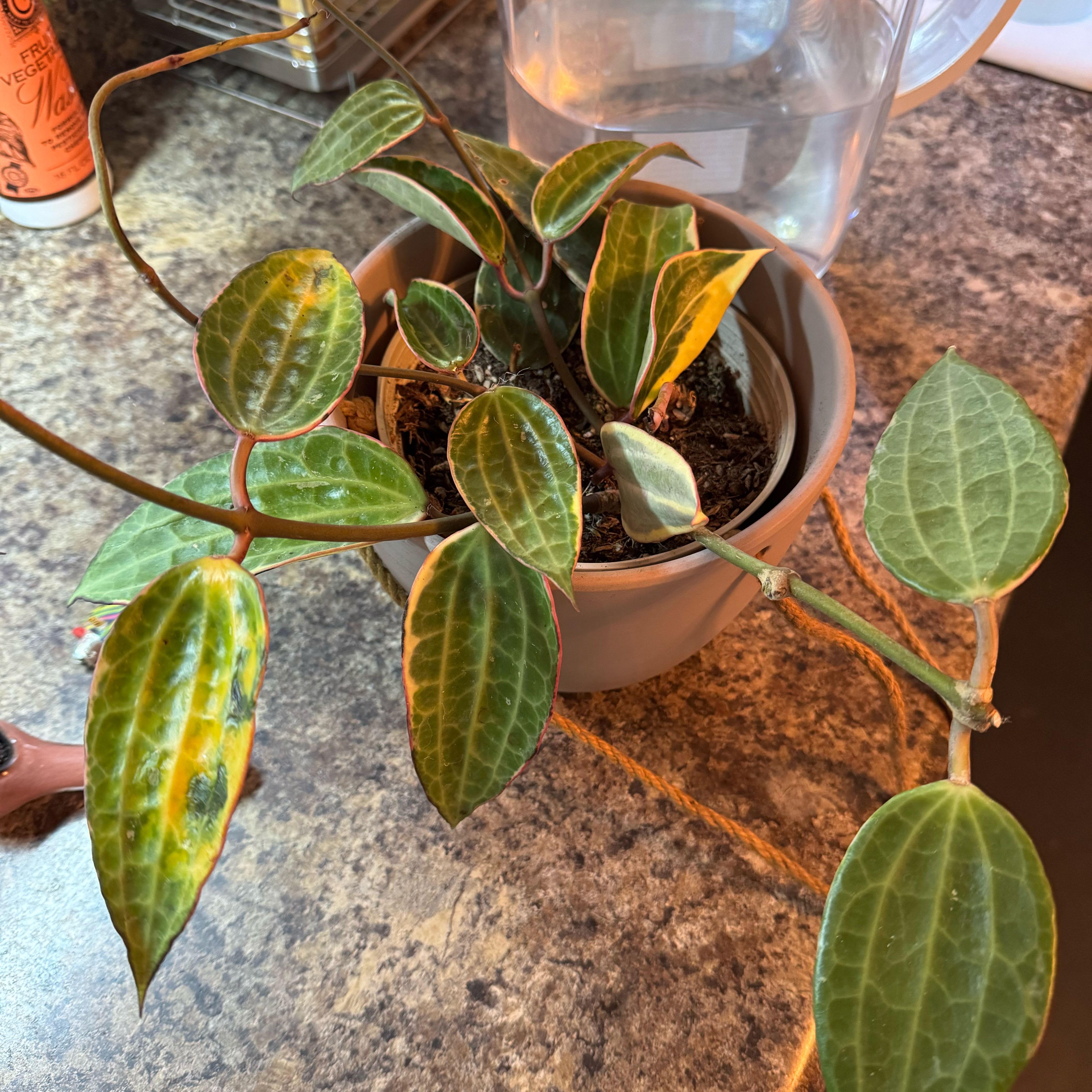 Photo of the plant species Hoya Latifolia by @kaleena named Gene Belcher on Greg, the plant care app