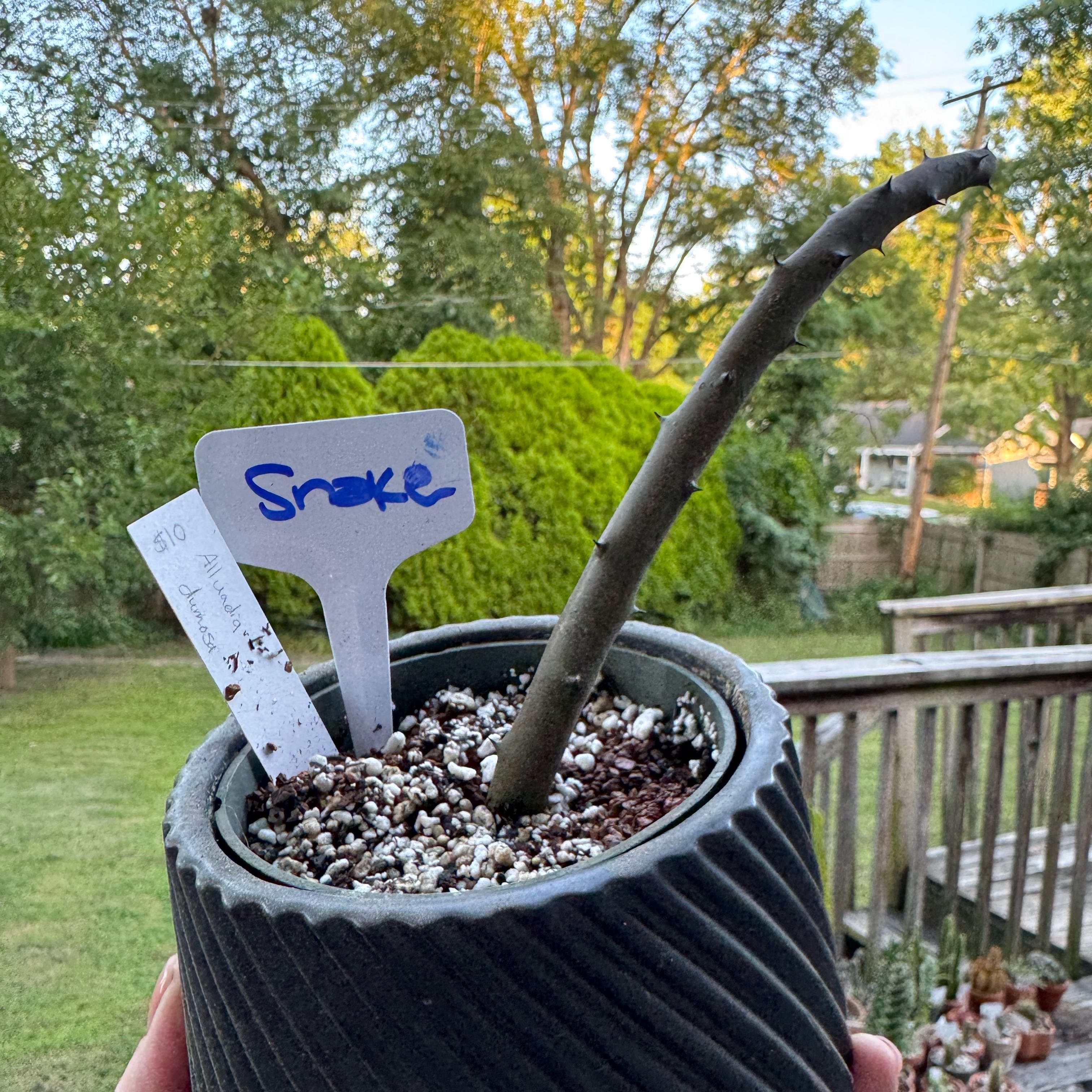 Photo of the plant species Alluaudia Dumosa by @kaleena named Snake on Greg, the plant care app