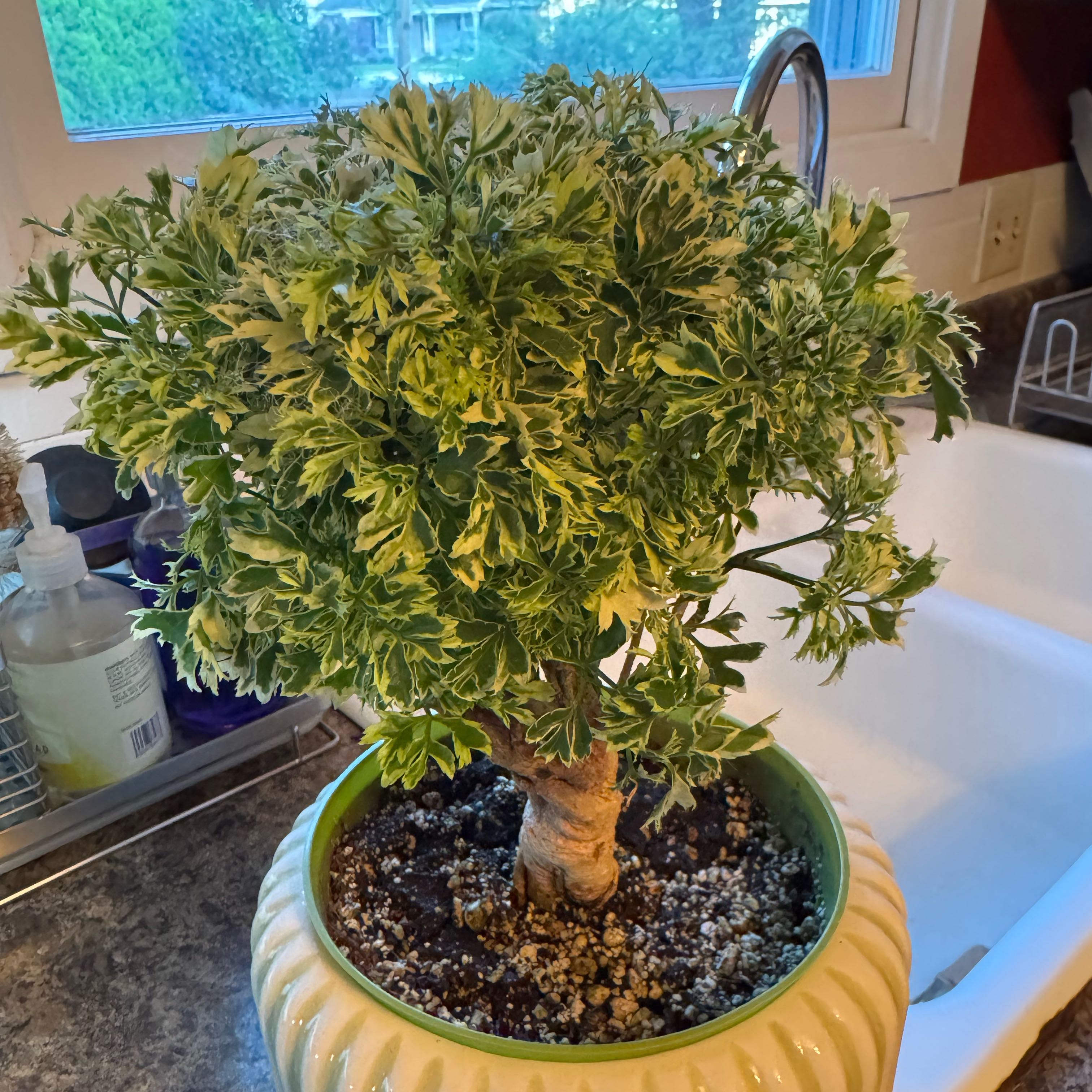 Photo of the plant species Snowflake Aralia by @kaleena named Matisse on Greg, the plant care app