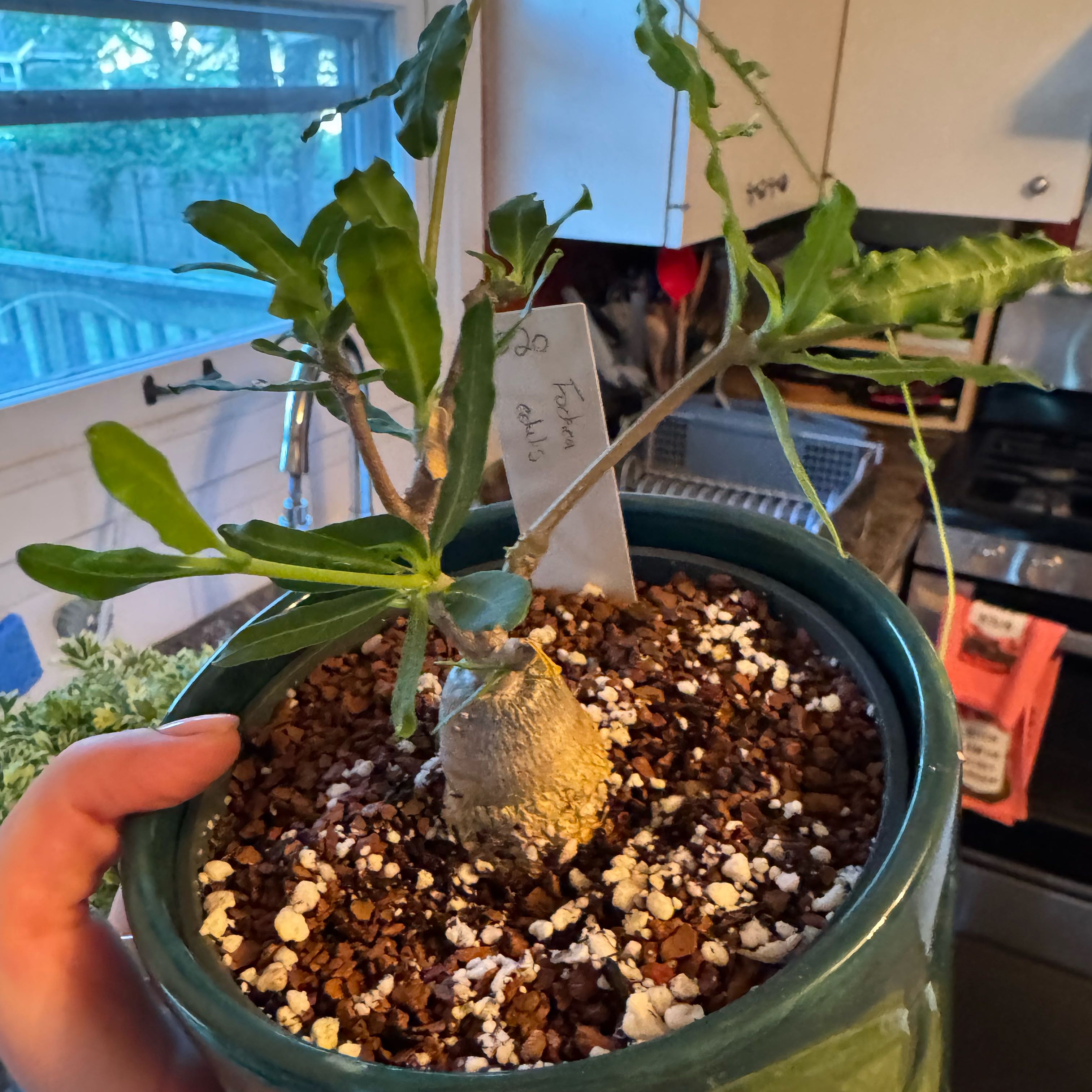 Photo of the plant species Fockea Edulis by @kaleena named Nubby on Greg, the plant care app