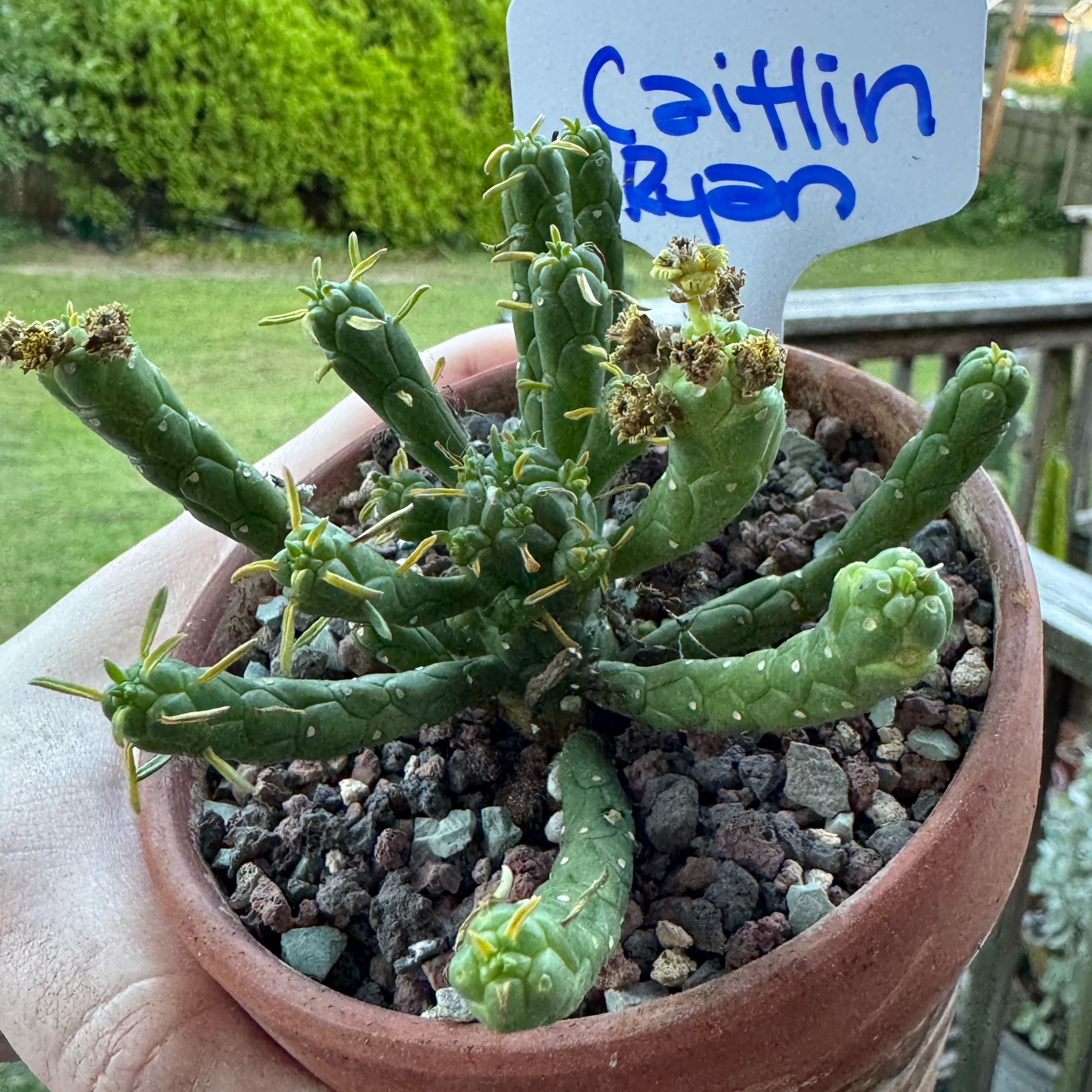 Photo of the plant species Medusa's Head by @kaleena named Caitlin Ryan on Greg, the plant care app
