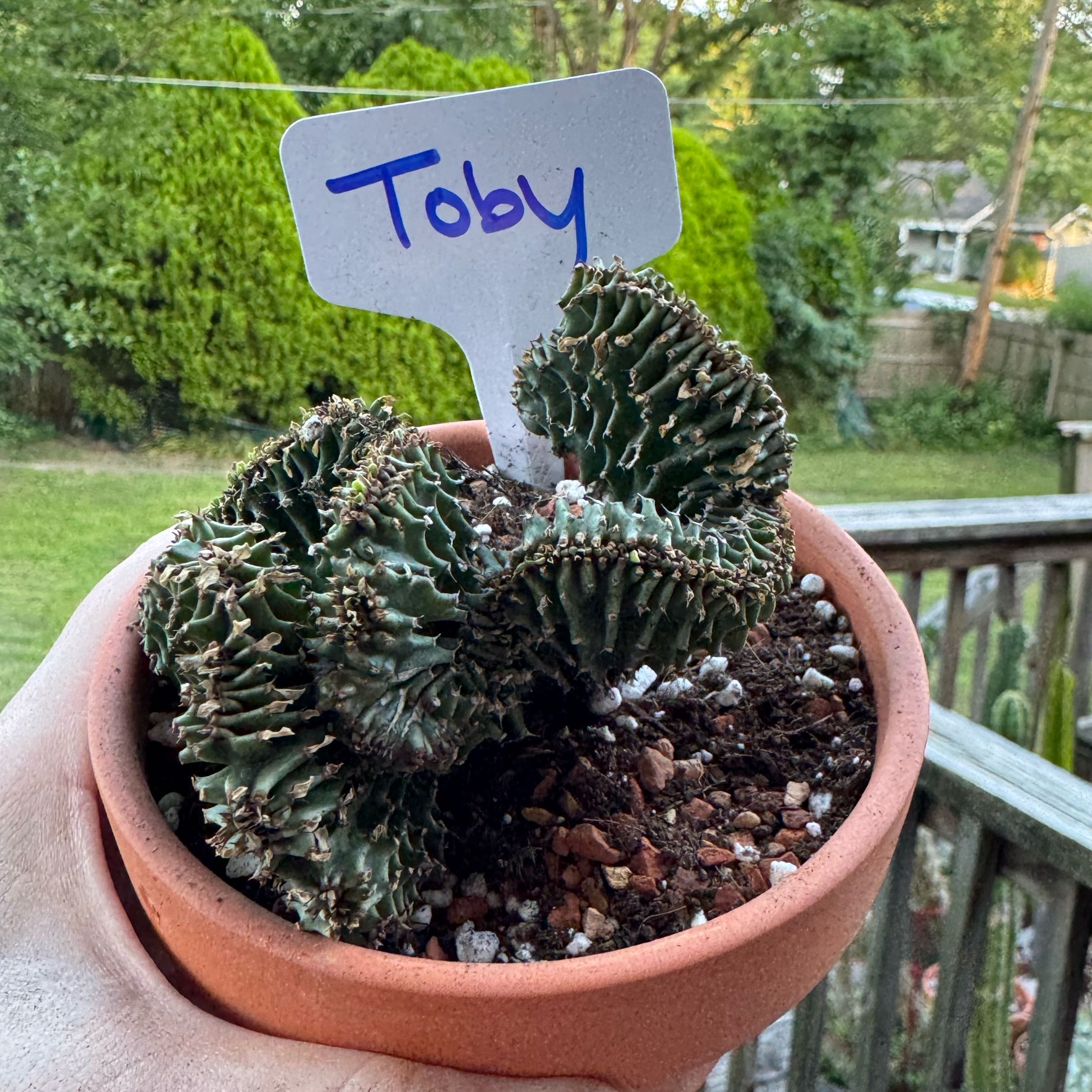 Photo of the plant species Crested African Candelabra by @kaleena named Toby Isaacs on Greg, the plant care app