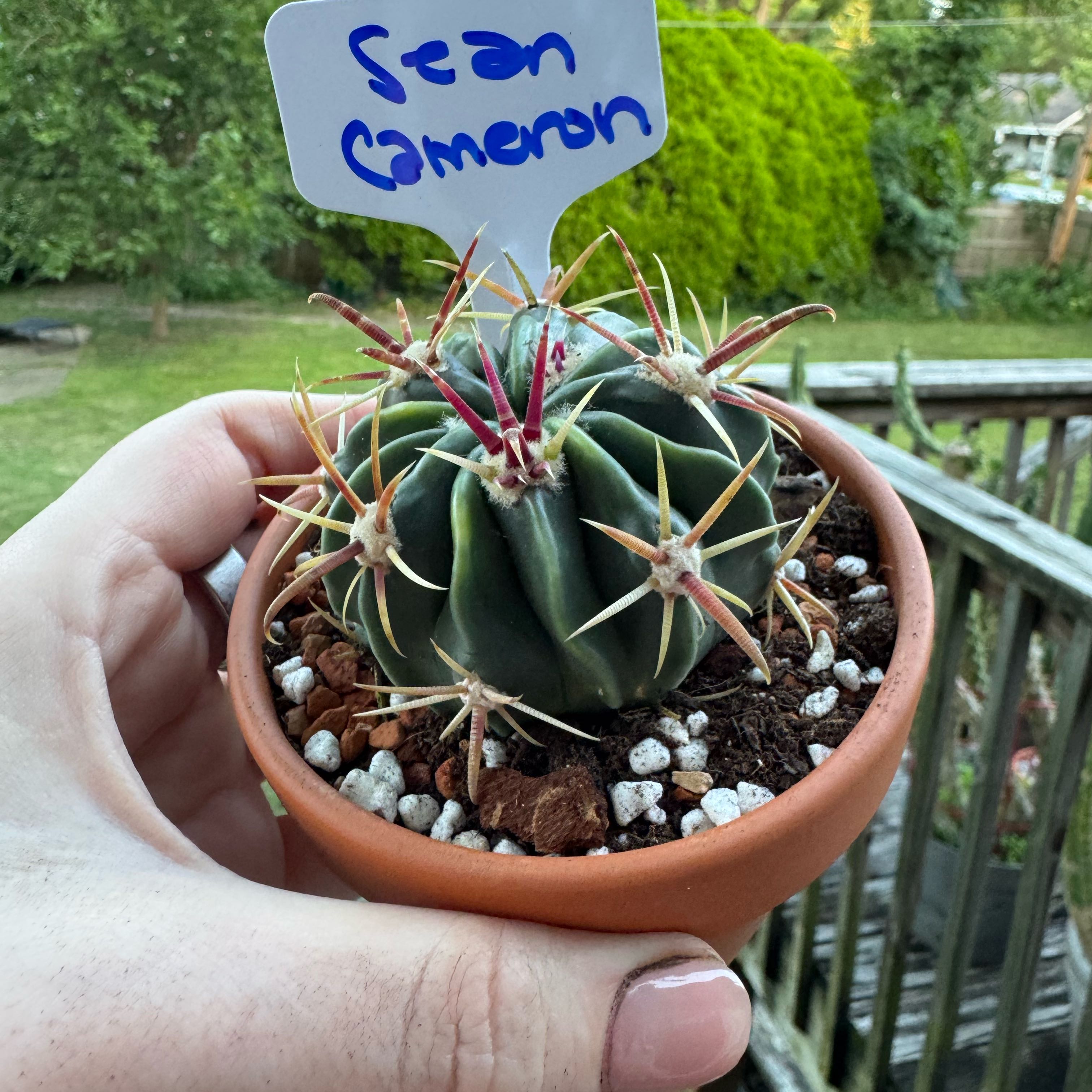Photo of the plant species Twisted Barrel Cactus by @kaleena named Sean Cameron on Greg, the plant care app