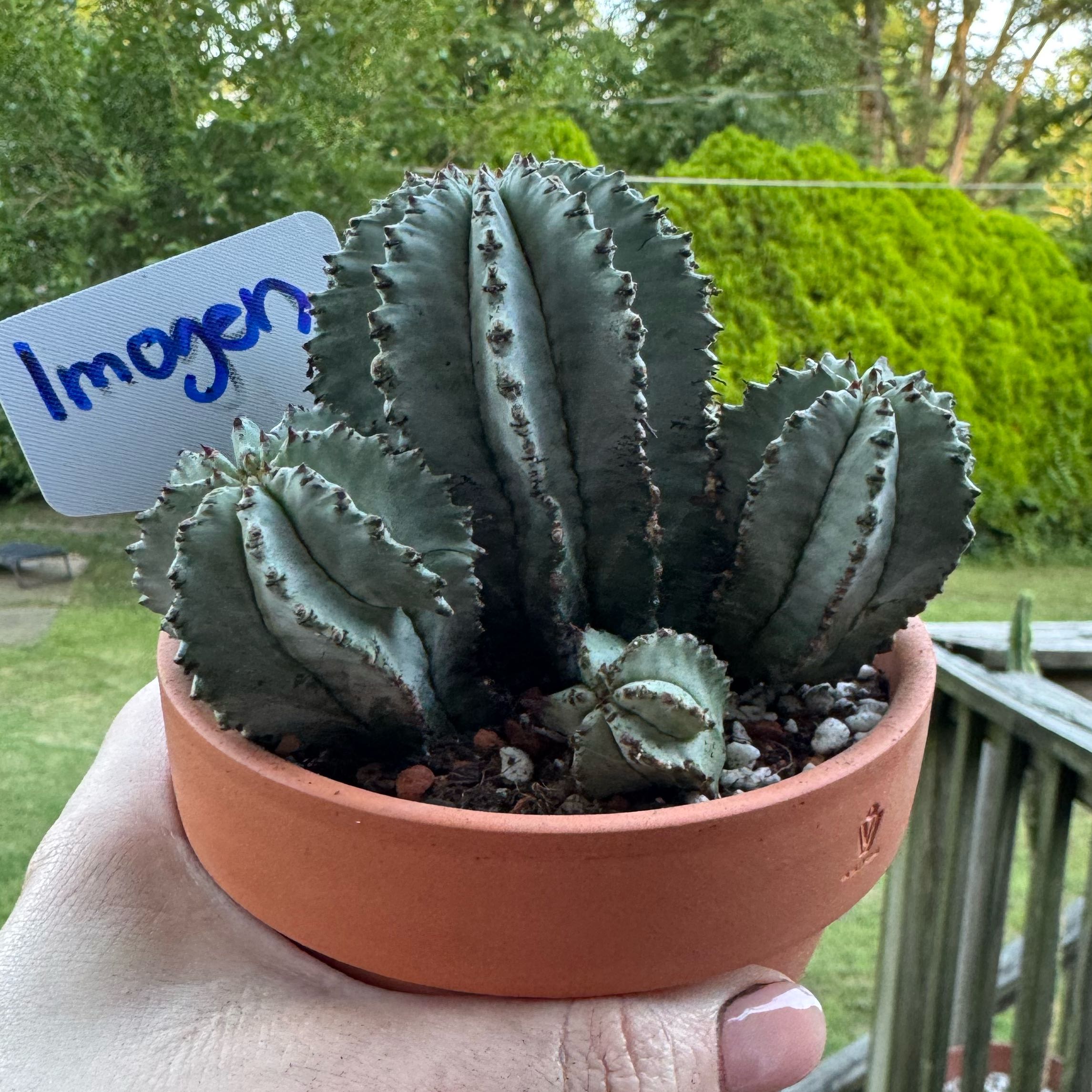 Photo of the plant species African Milk Barrel by @kaleena named Imogen on Greg, the plant care app