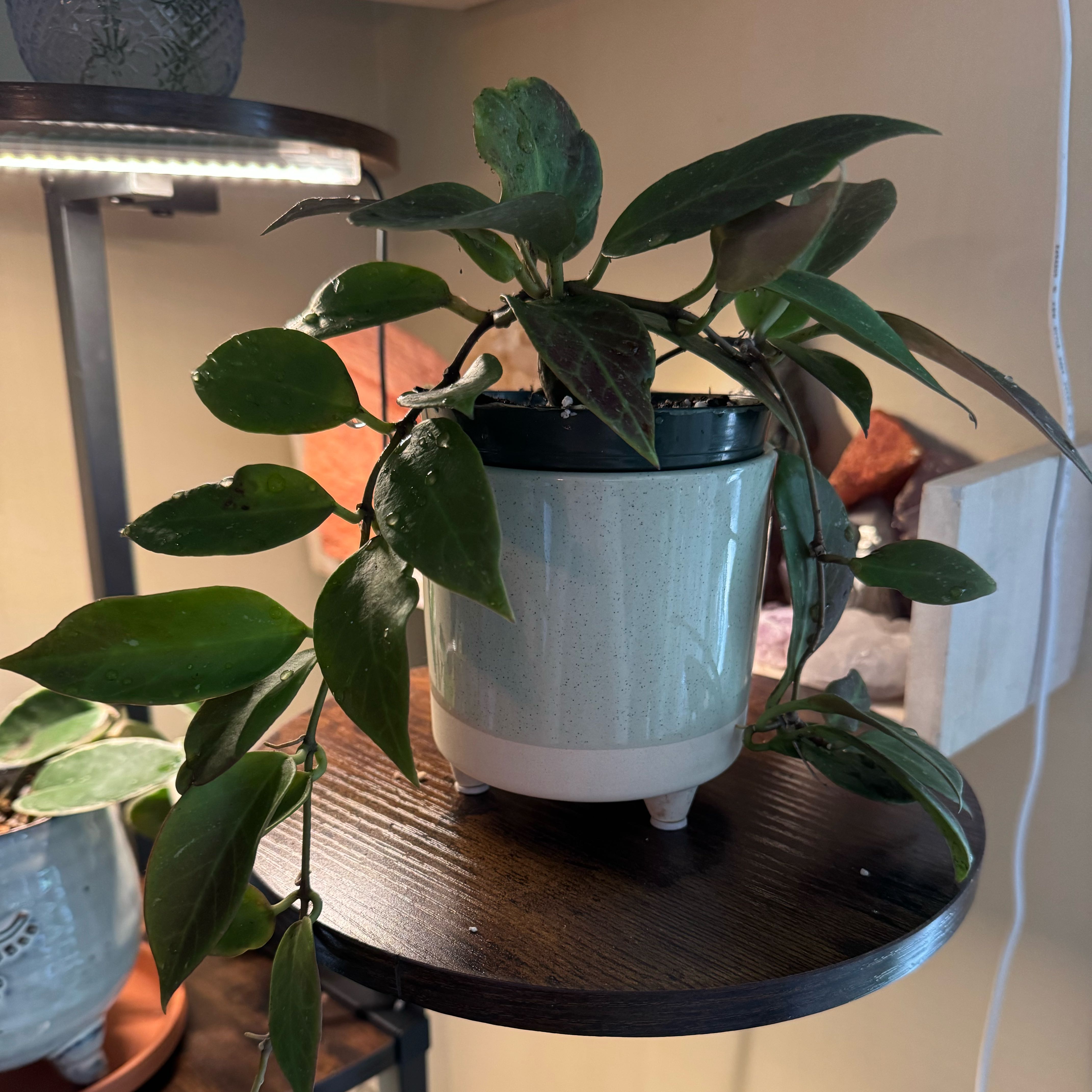 Photo of the plant species Hoya 'Sunrise' by @kaleena named Linda Belcher on Greg, the plant care app