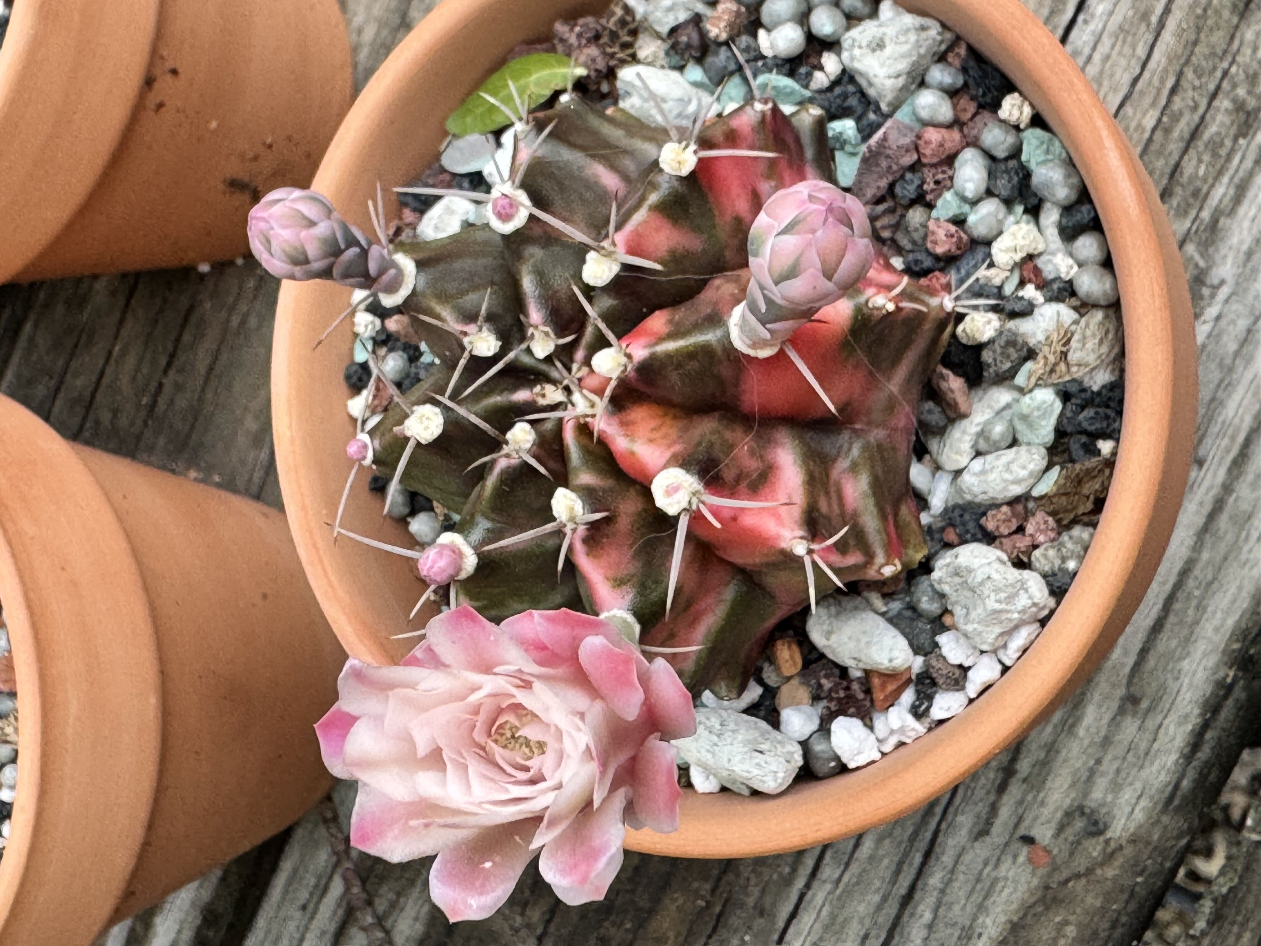 Photo from the post