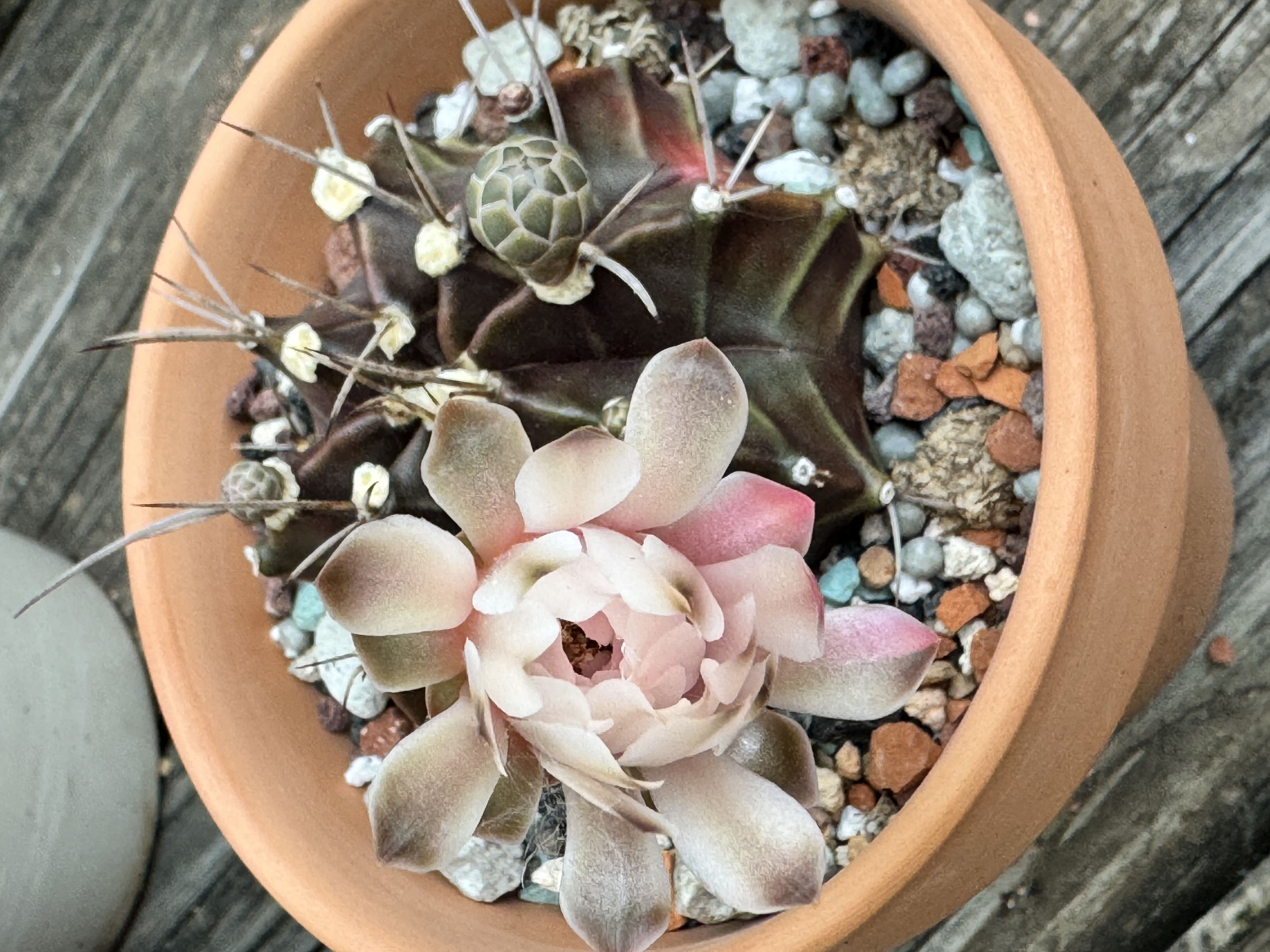 Photo from the post