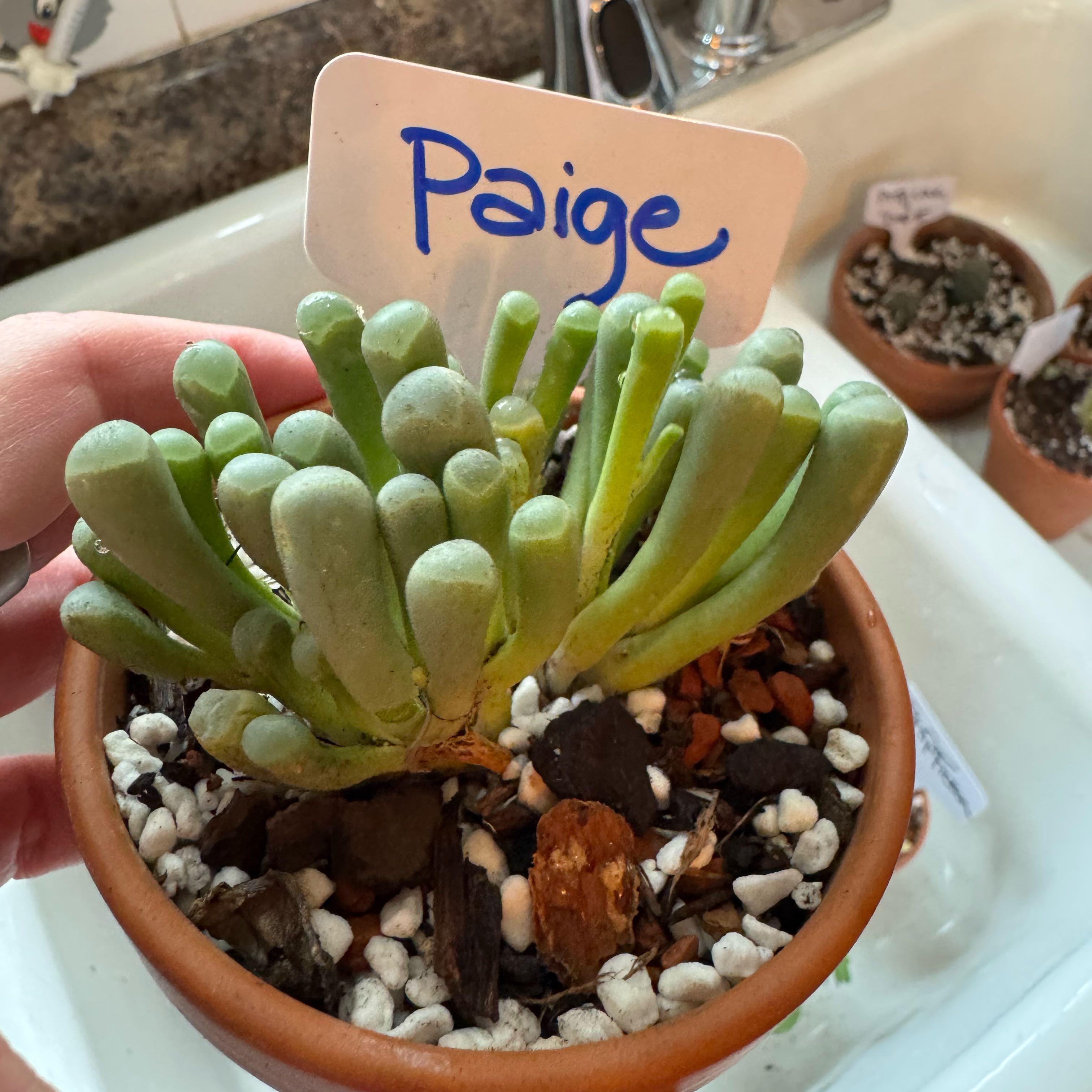 Photo of the plant species Baby Toes by @kaleena named Paige on Greg, the plant care app
