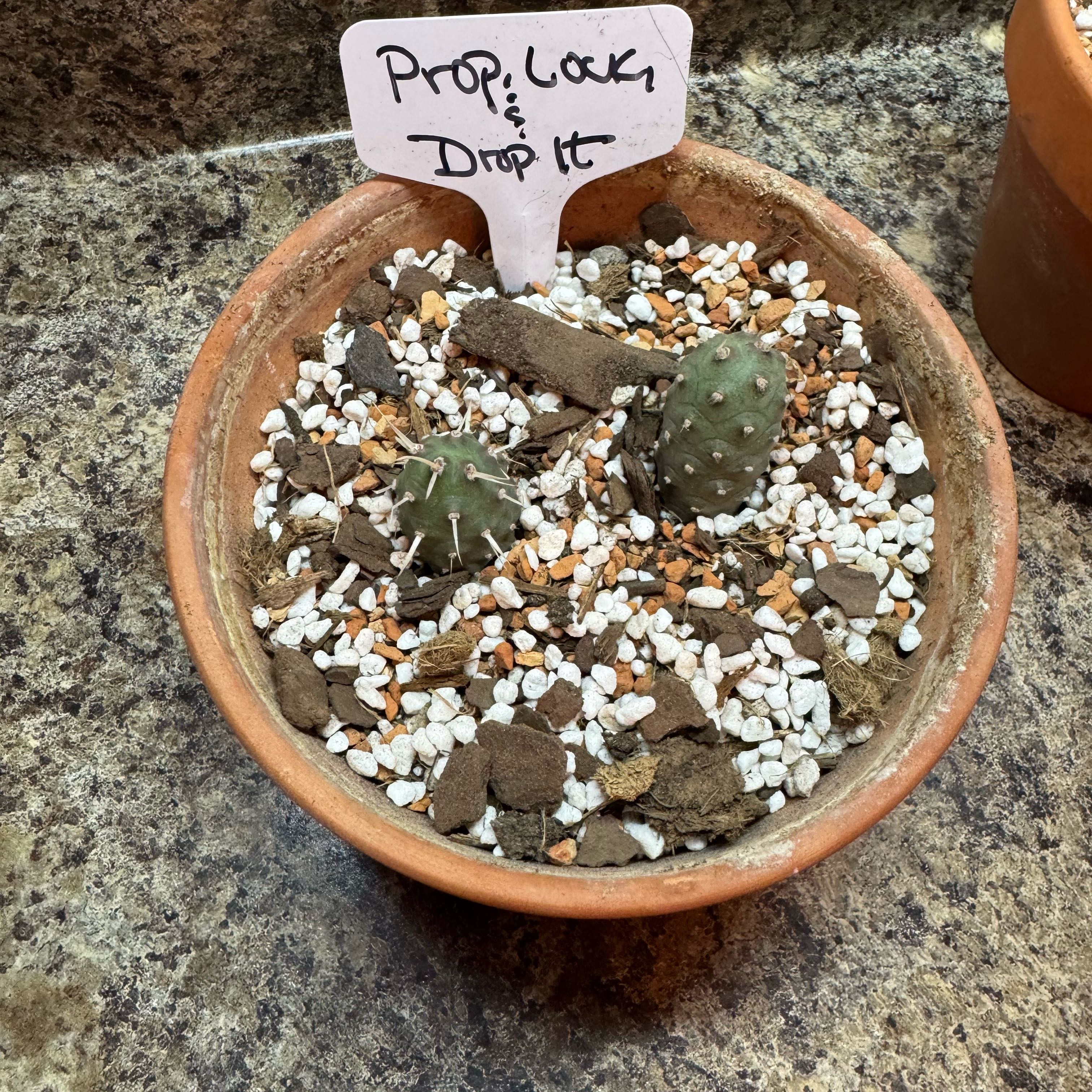 Photo of the plant species Pine Cone Cactus by @kaleena named Prop, Lock, & Drop It on Greg, the plant care app