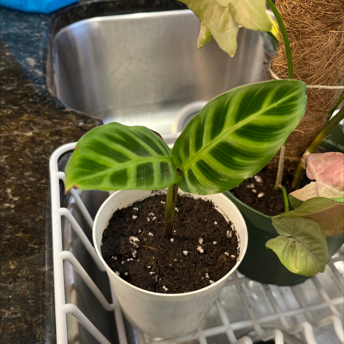 Zebra Calathea plant with vibrant striped leaves in a white pot, soil visible.