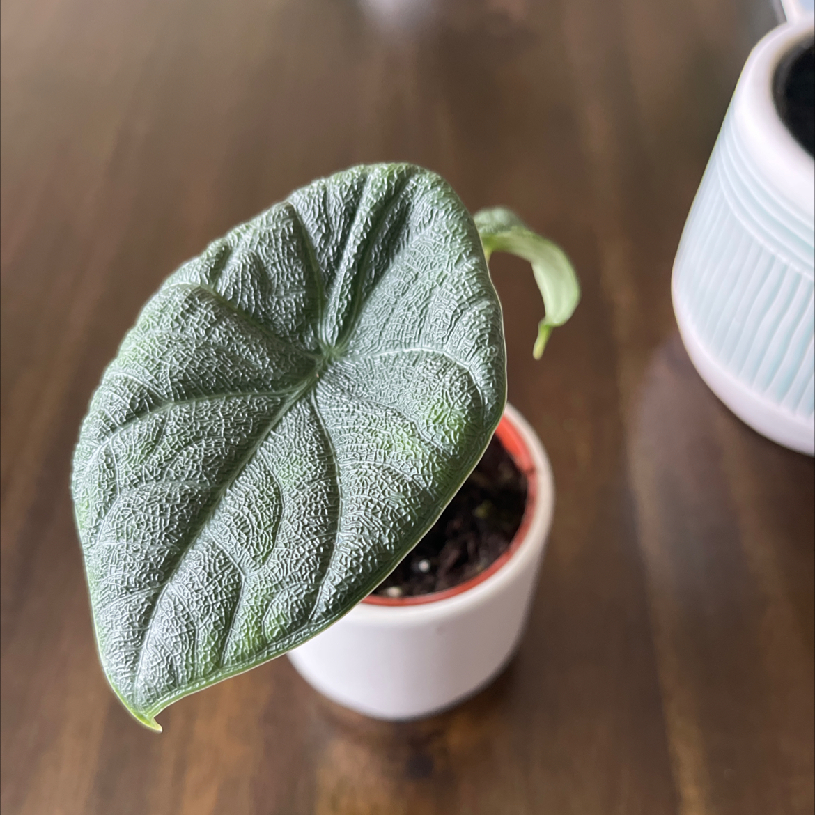 Alocasia 'Rugosa' plant in a small white pot with a healthy leaf.
