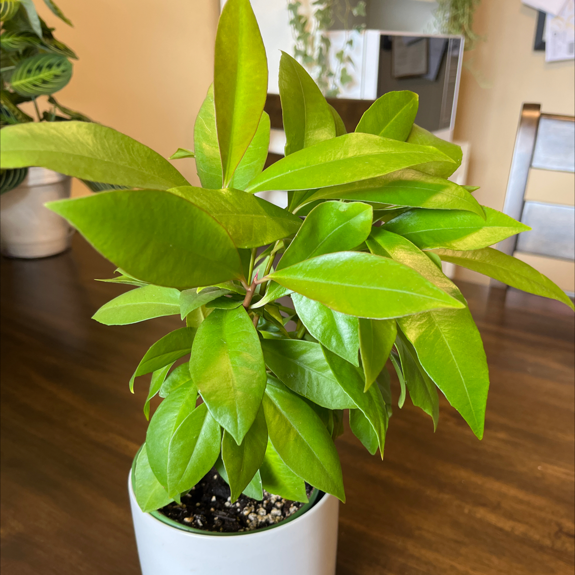 Healthy Shoebutton plant with vibrant green leaves in a white pot on a wooden table.