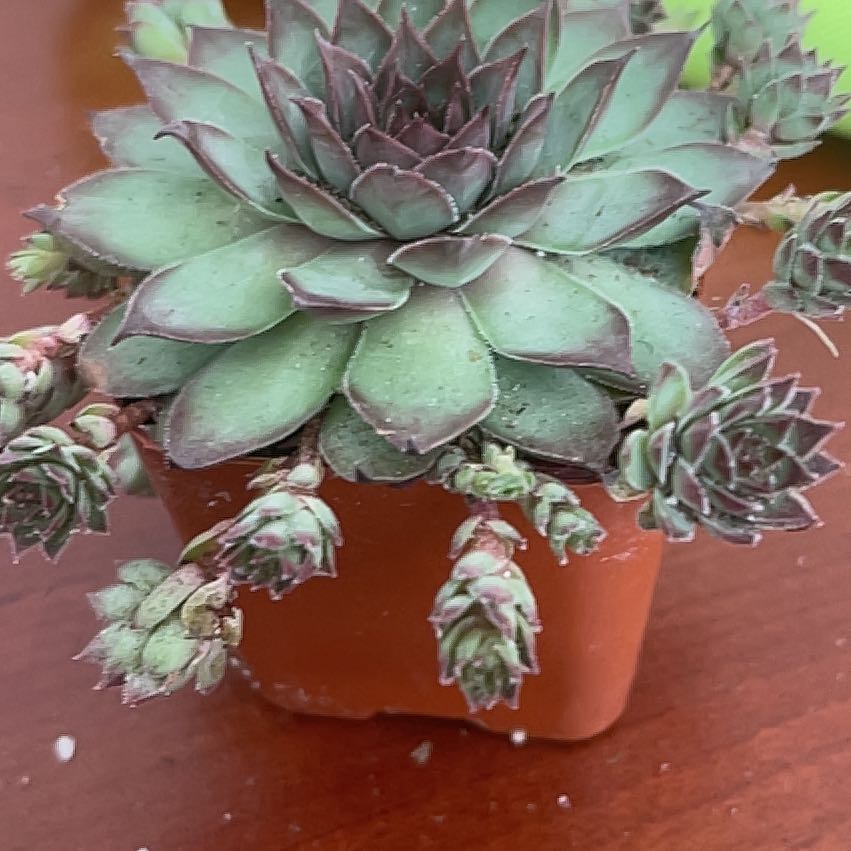 Photo of the plant species Sempervivum 'Black' by @AscendingNoni named Elina on Greg, the plant care app