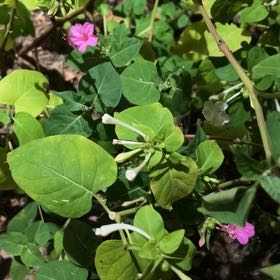 Photo of the plant species Colorado Four O'Clock by @JoyousOvalsedge named Nithin on Greg, the plant care app