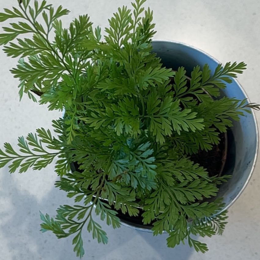 Healthy Black Rabbit's Foot Fern in a pot with green leaves.