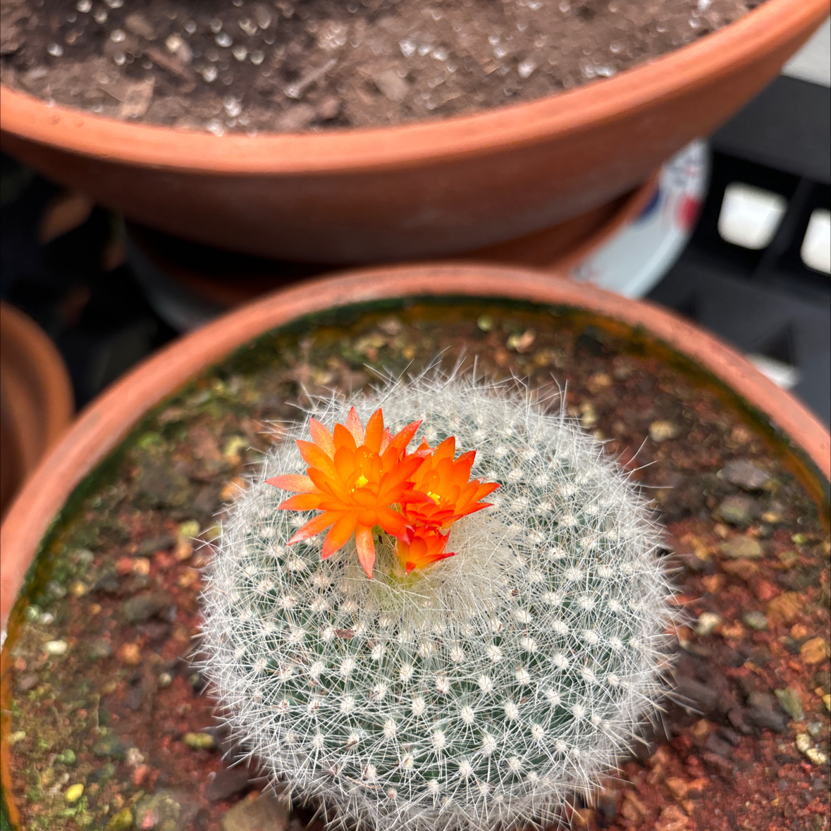 Old Lady Cactus with bright orange flowers in a pot, soil visible.