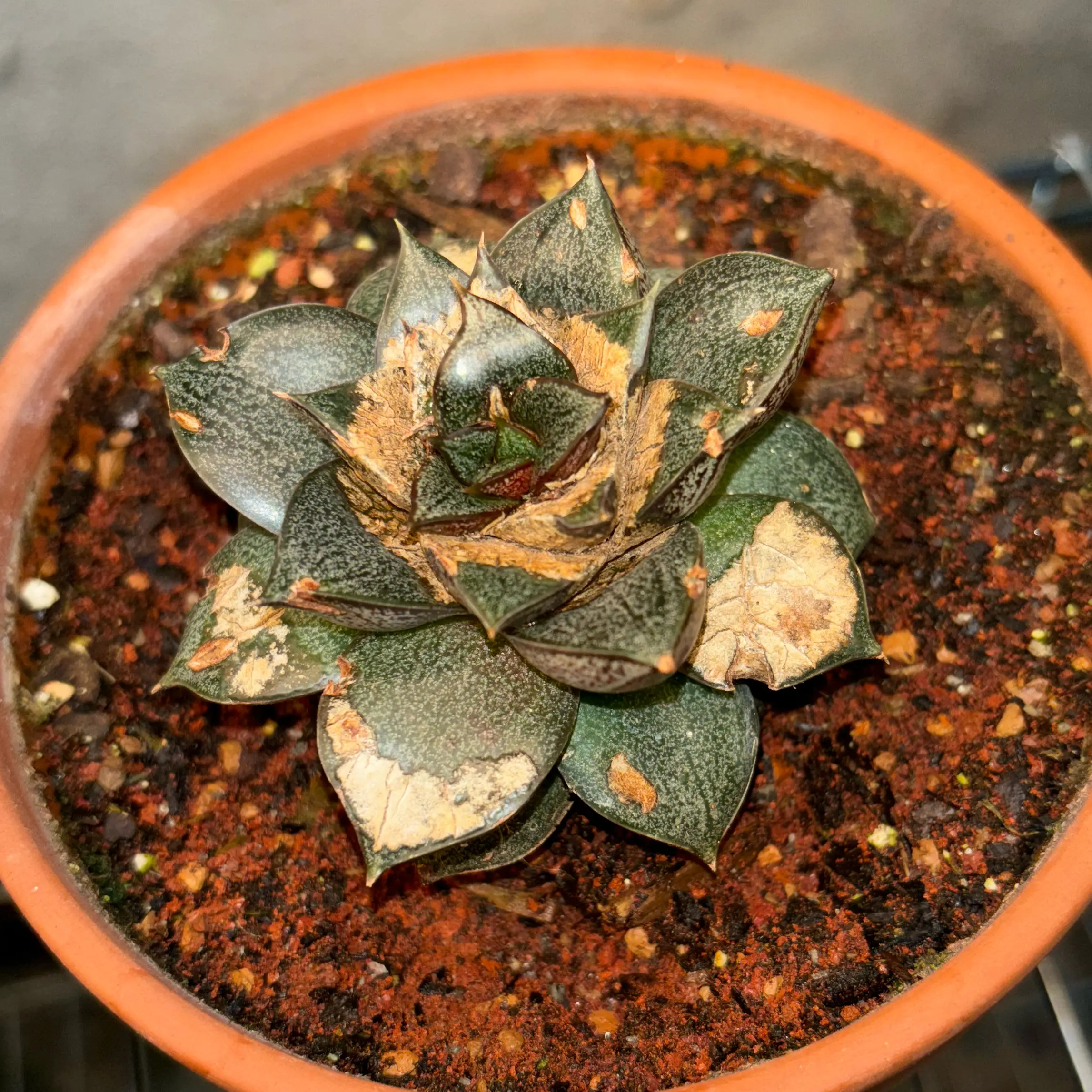 Photo of the plant species Urbinia by @learydarrel named Luna on Greg, the plant care app