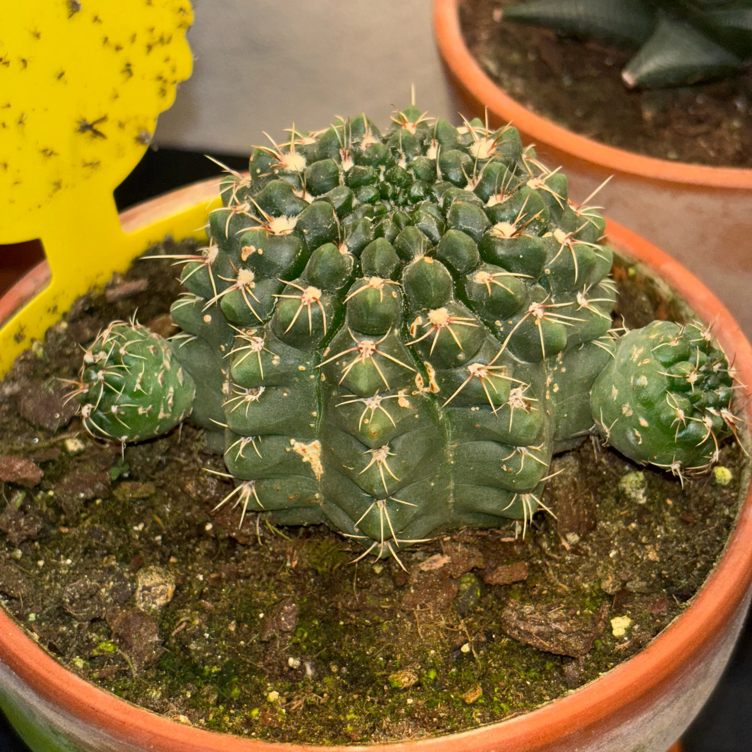 Photo of the plant species Chin Cactus by @learydarrel named Oscar on Greg, the plant care app