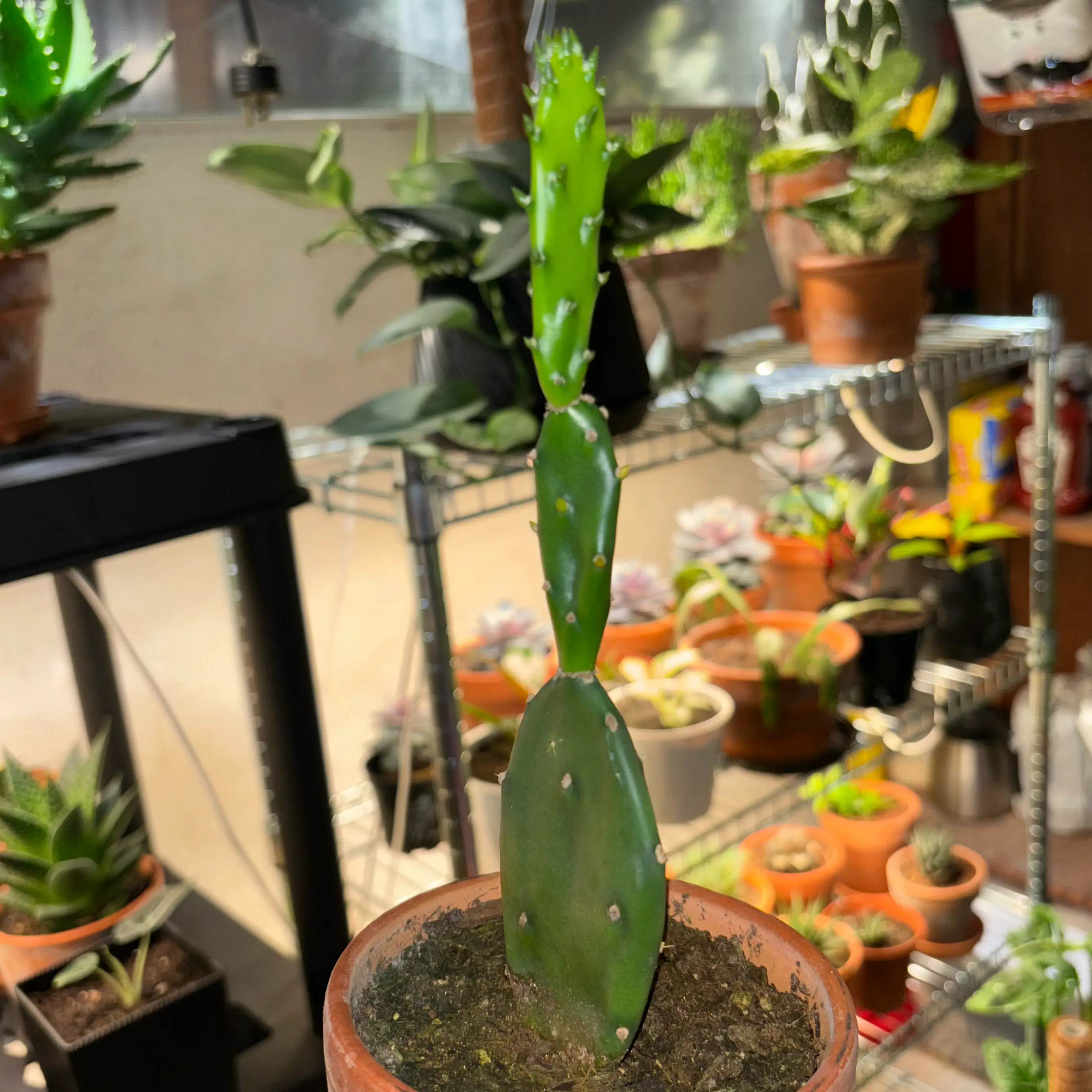 Photo of the plant species Prickly Pear Cactus by @learydarrel named Dolores on Greg, the plant care app