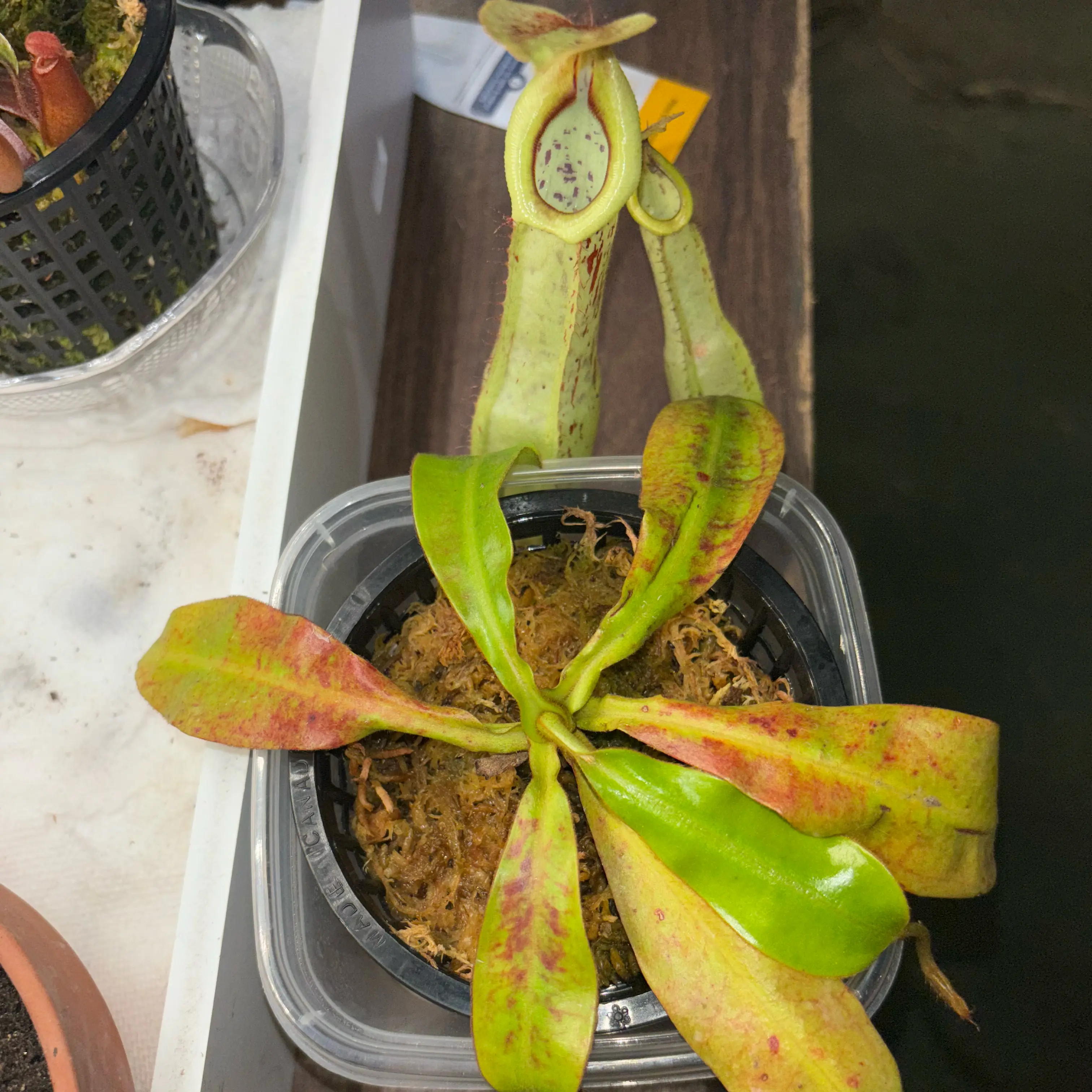Photo of the plant species Nepenthes x dyeriana by @learydarrel named Achilles on Greg, the plant care app