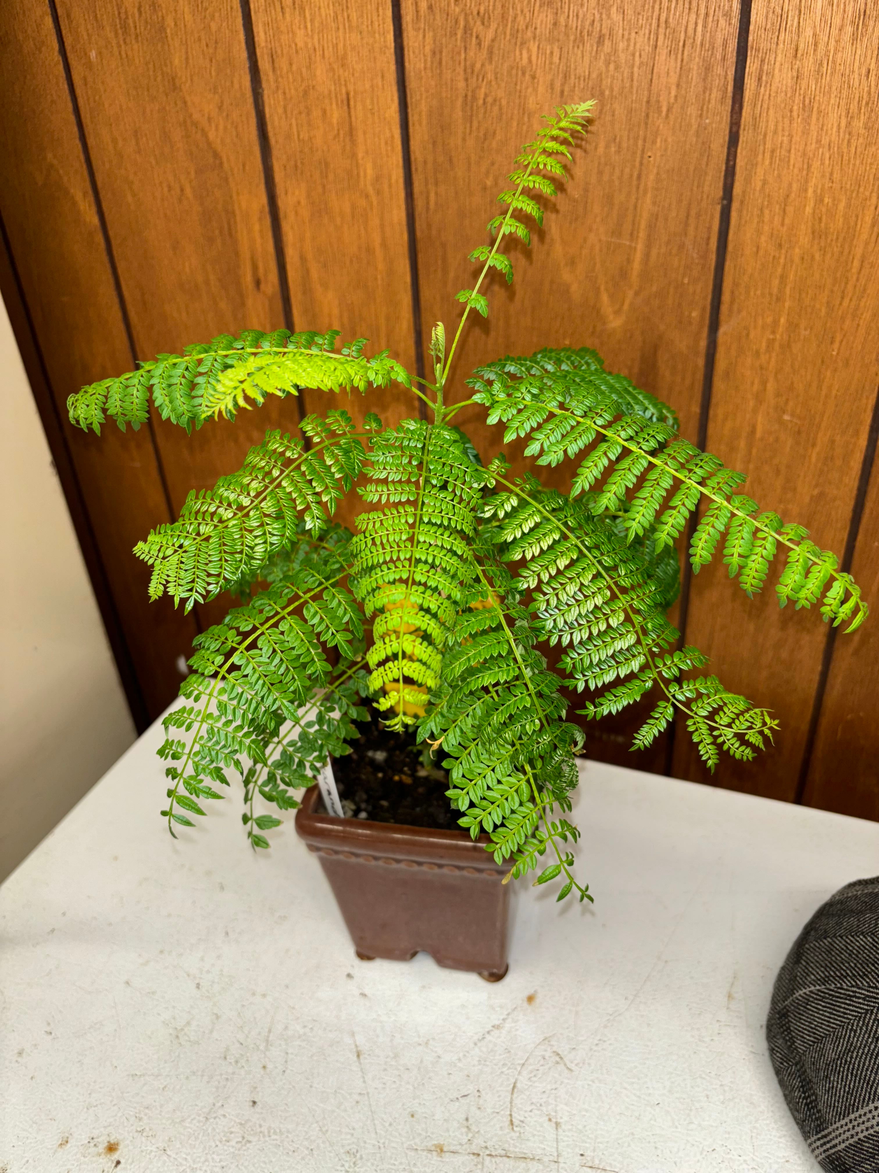 My jacaranda and flame tree. They were just about dead a