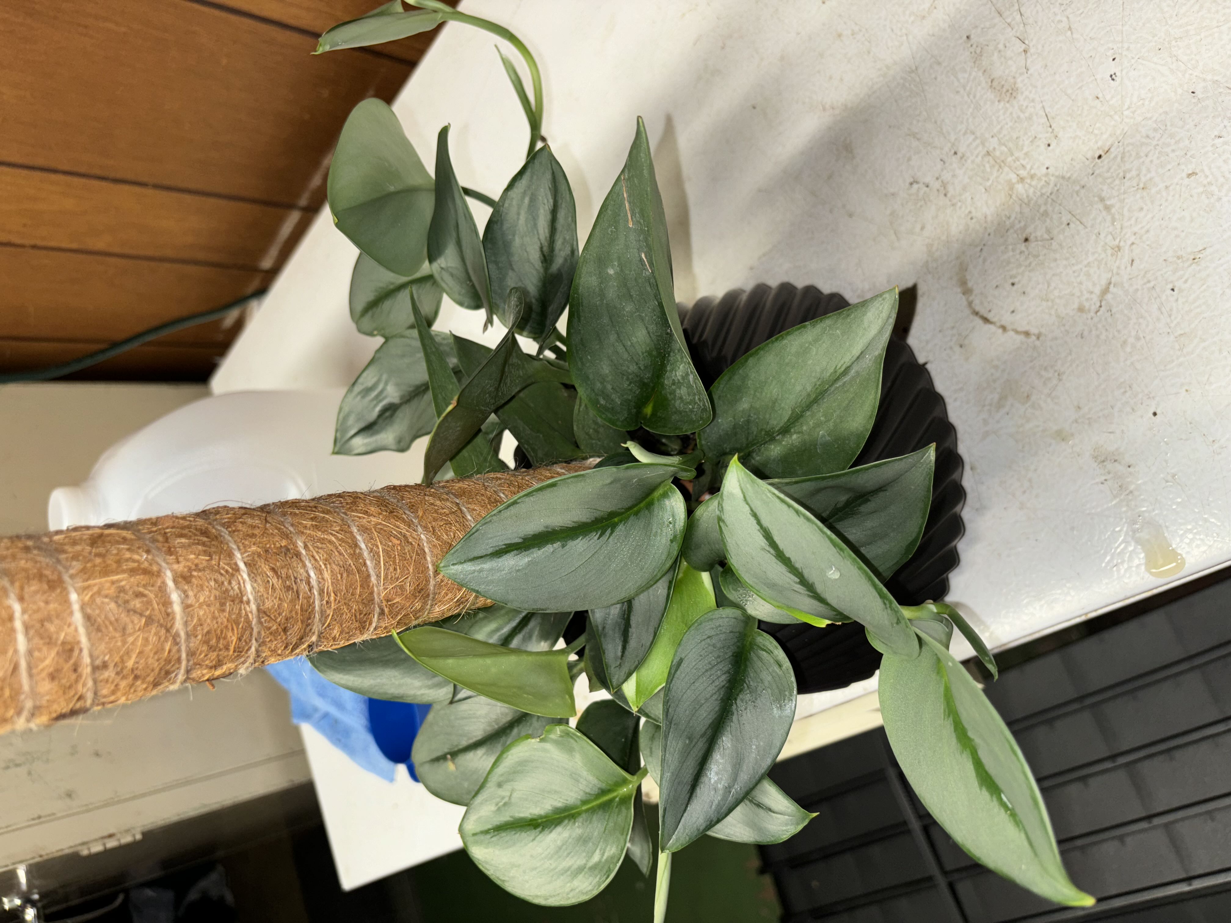 Photo from the post