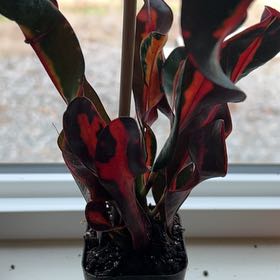 Photo of the plant species Croton 'Norma' by @OutgoingPotato named Gates on Greg, the plant care app