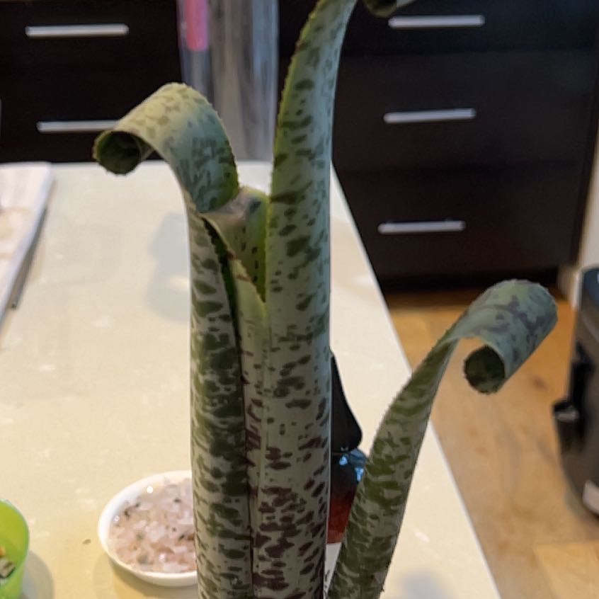 Photo of the plant species Tim Plowman by @KindChollawood named Kylie on Greg, the plant care app