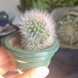 Silver Cluster Cactus plant