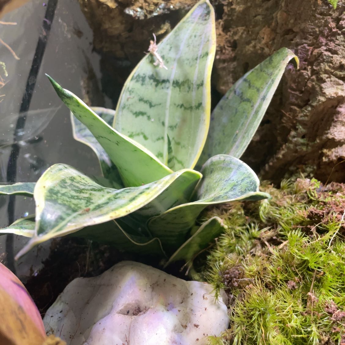 Photo of the plant species snake plant 'silver star' by @IdolizedLovage named Robert Plant on Greg, the plant care app