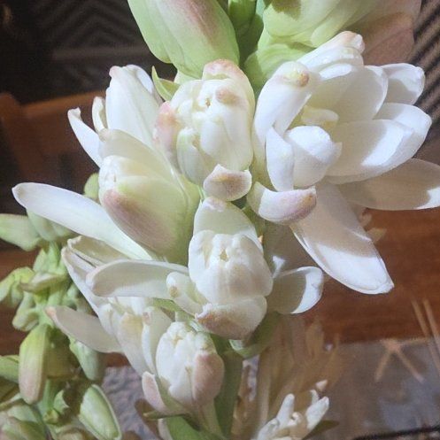 Photo of the plant species Cape-Lily by @CalmingBagpod named Fernie Mac on Greg, the plant care app
