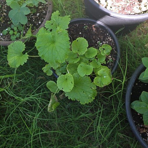 Photo of the plant species Glechoma Hederacea by @CalmingBagpod named Clooney on Greg, the plant care app