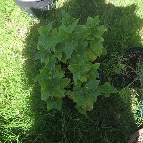 Photo of the plant species Dotted Loosestrife by @CalmingBagpod named Mochi on Greg, the plant care app