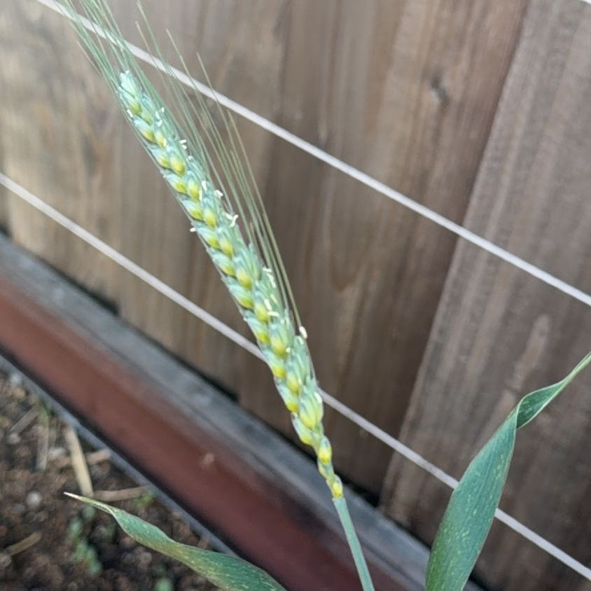 Photo of the plant species Wheatgrass by @FunHappyleaf named Spike Leaves on Greg, the plant care app