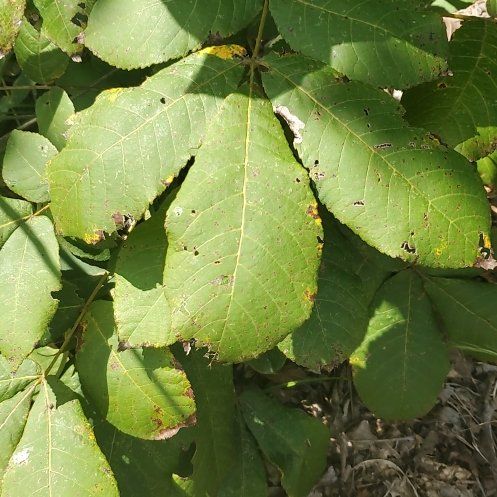 Photo of the plant species Black Hickory by @UprightCostmary named Prince on Greg, the plant care app